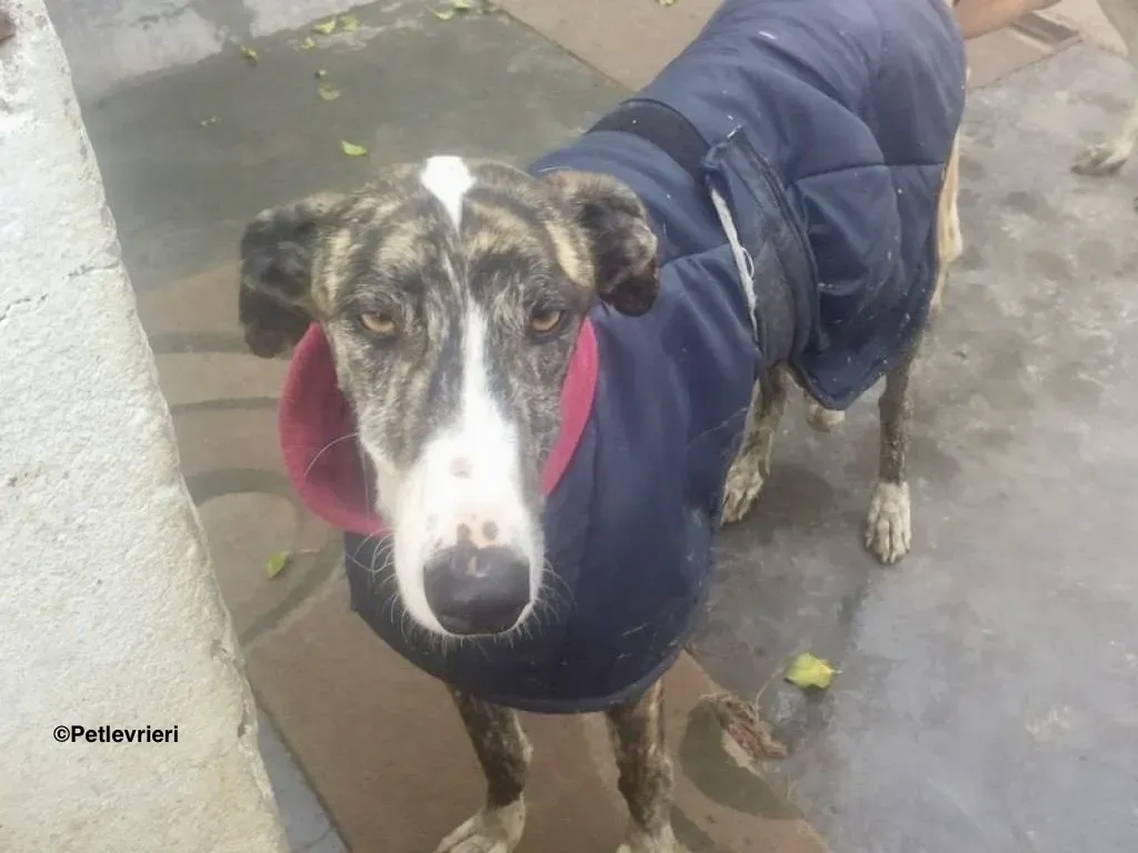 Rizo adozione levrieri galgo 1