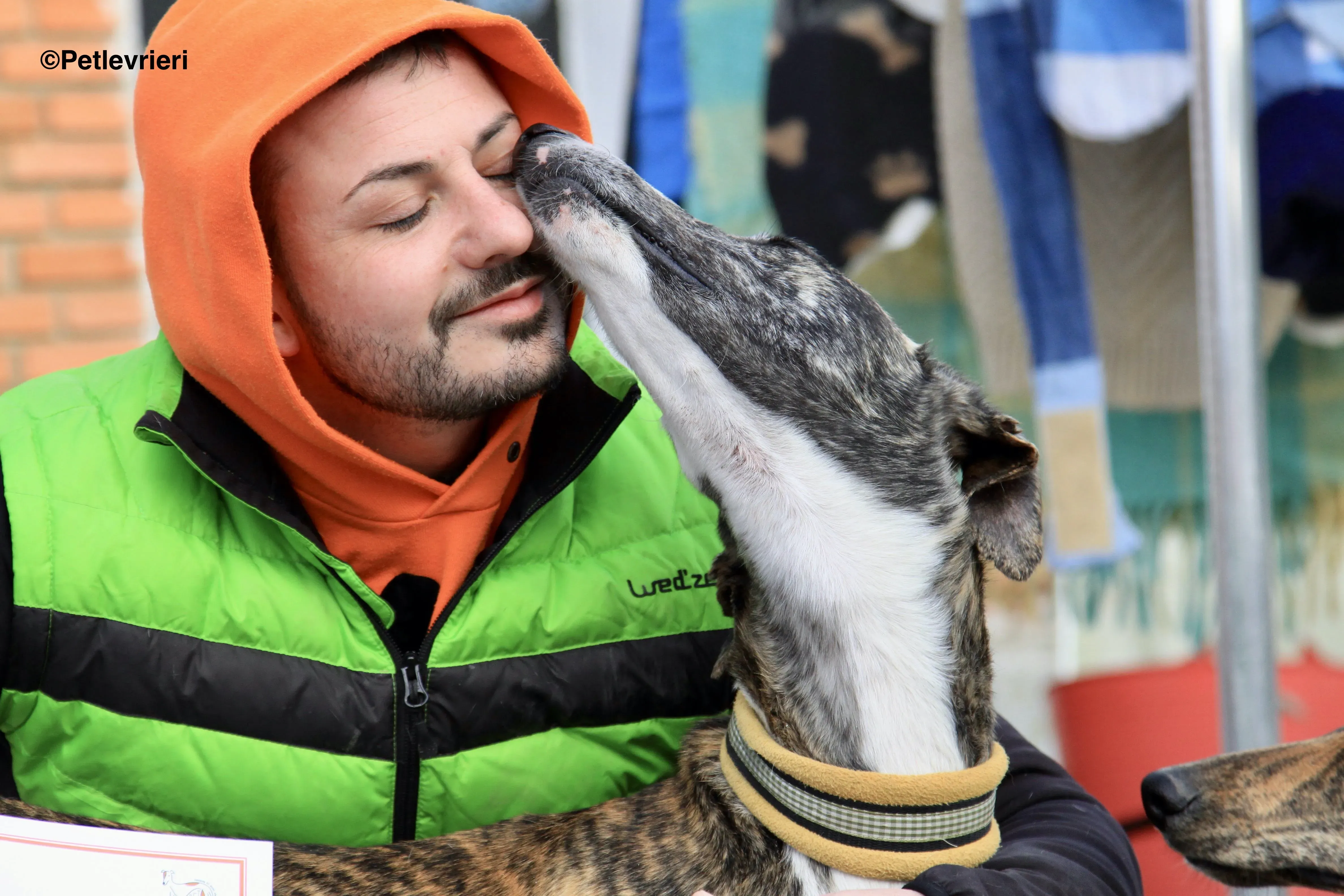 Rizo adozione levrieri galgo 10