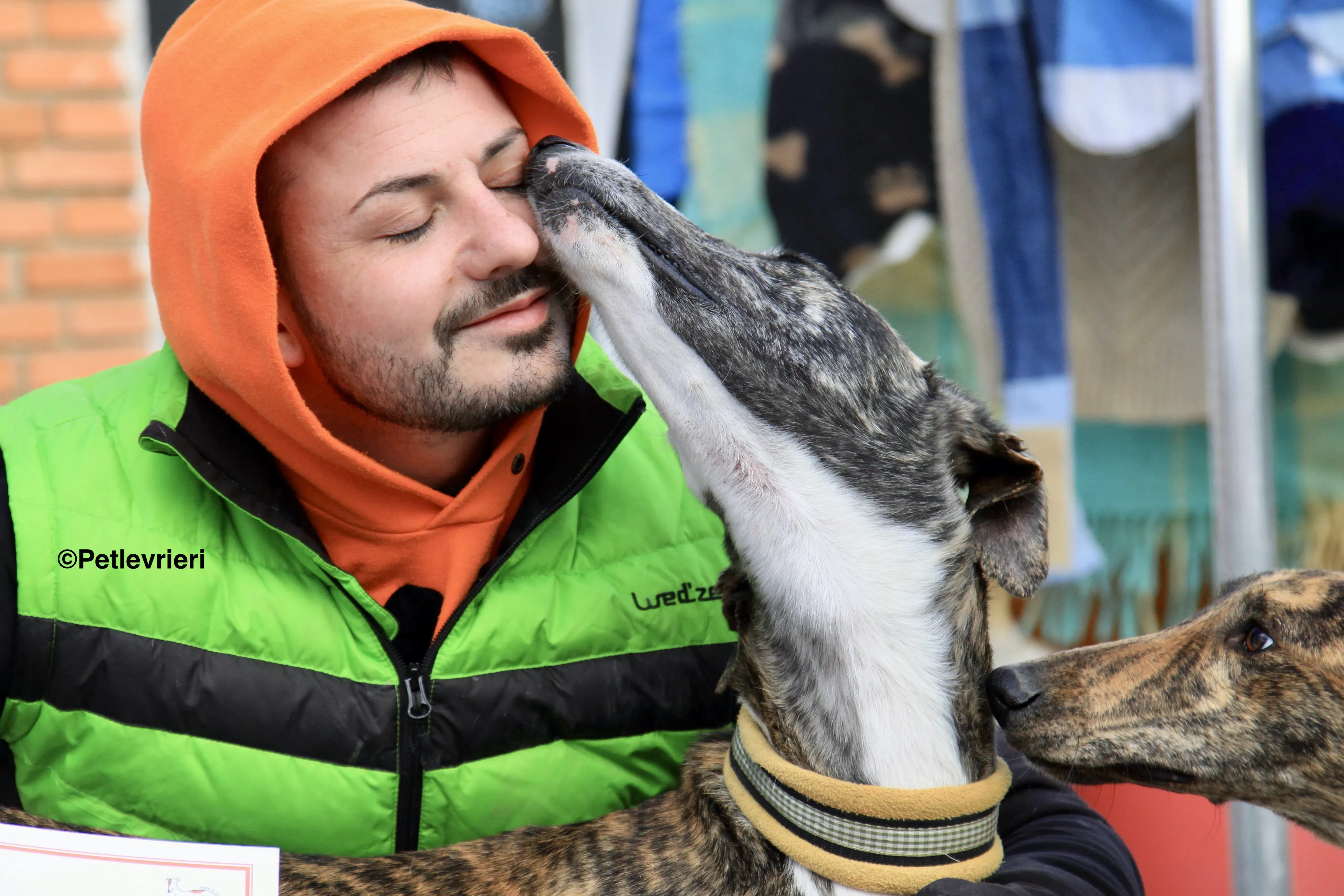 Rizo adozione levrieri galgo 11