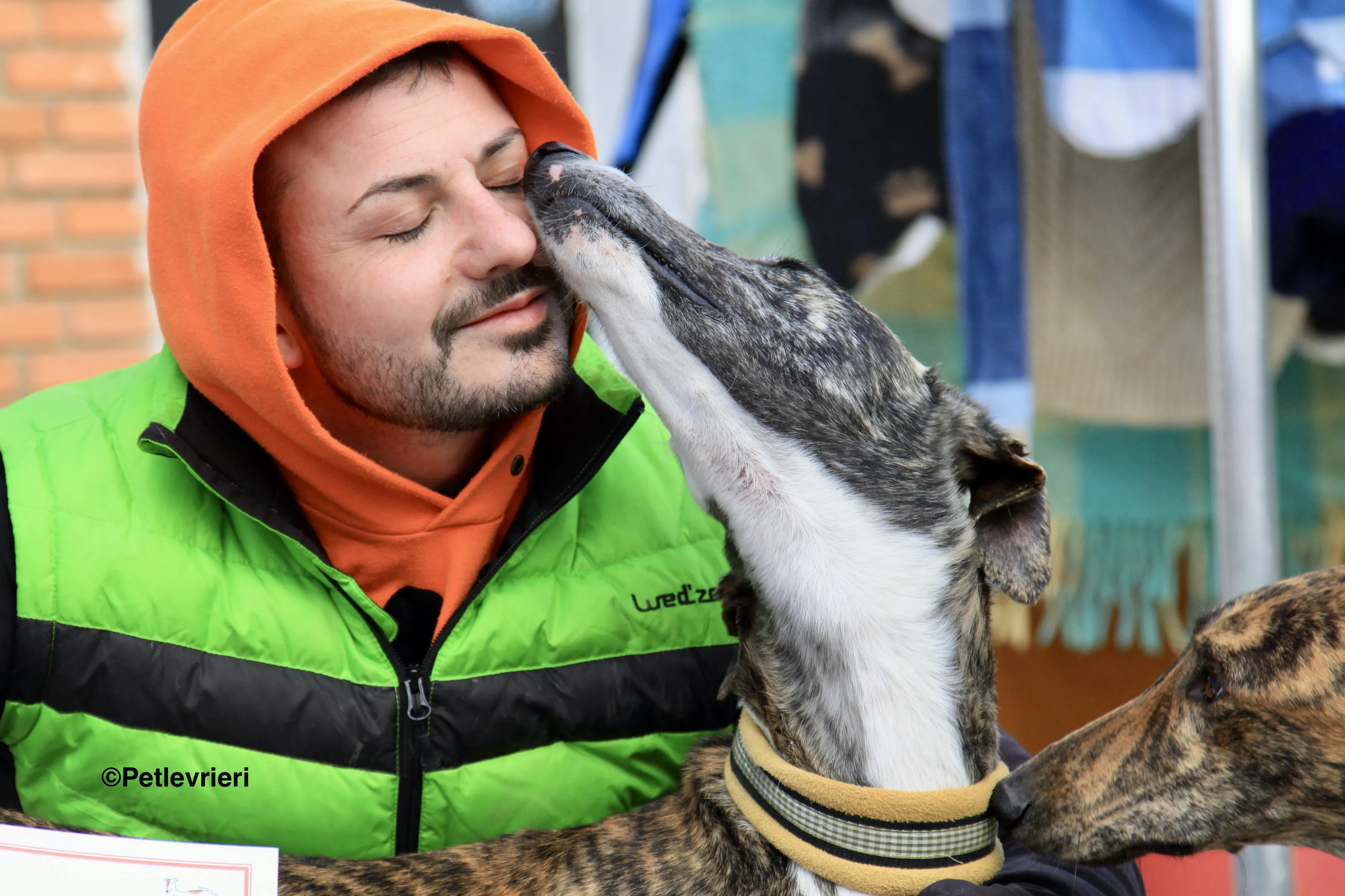 Rizo adozione levrieri galgo 12