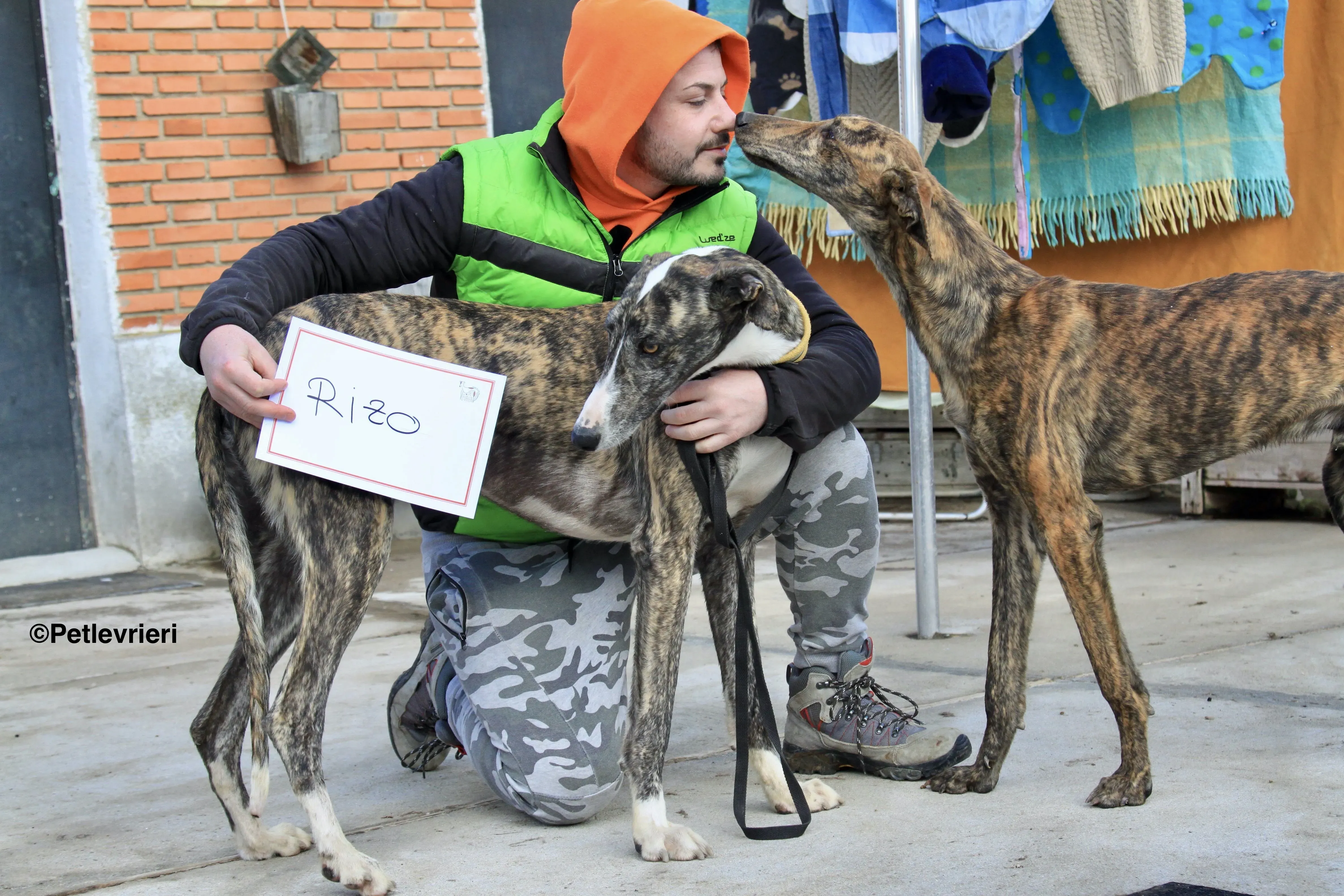 Rizo adozione levrieri galgo 13