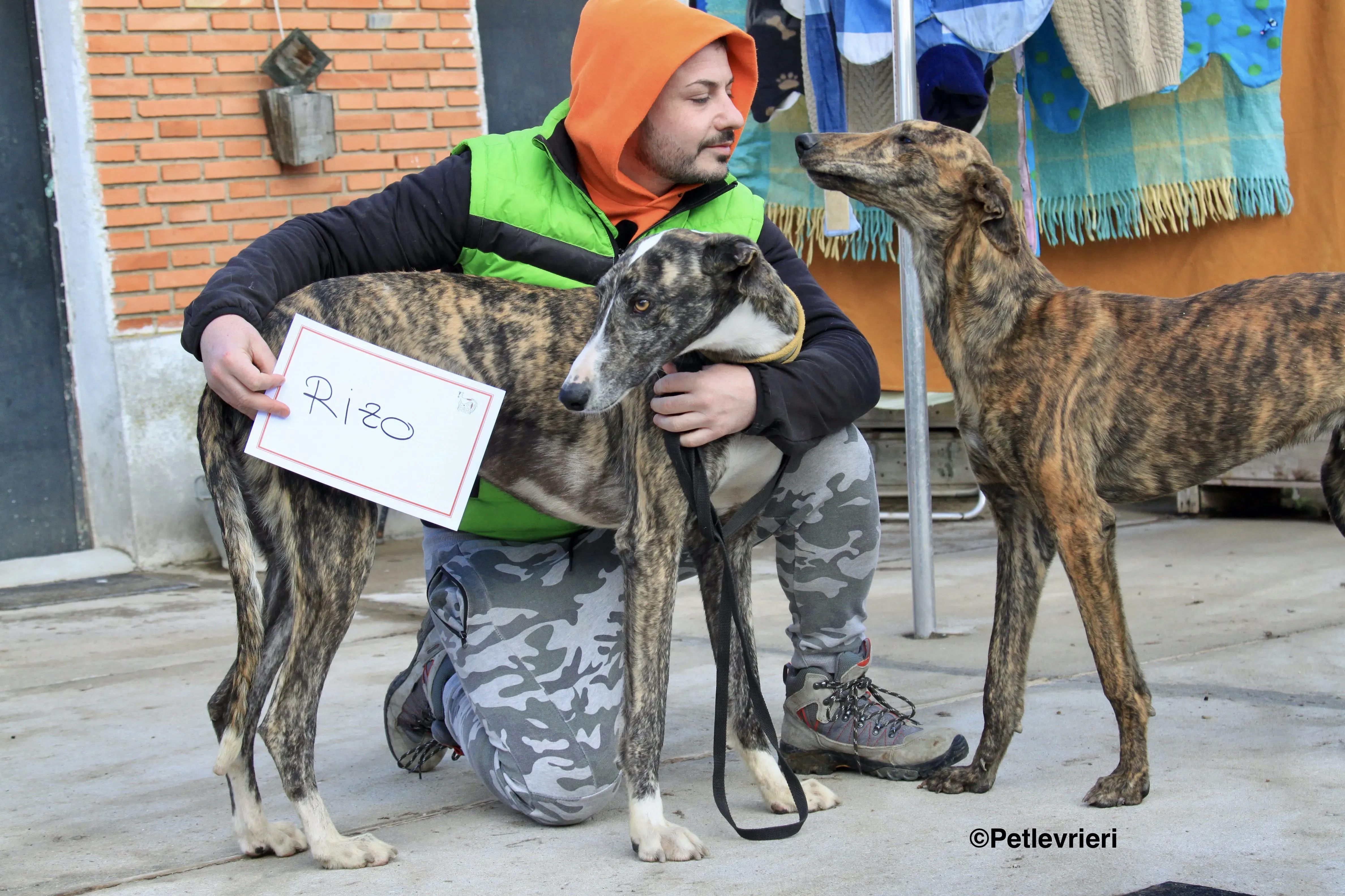 Rizo adozione levrieri galgo 14