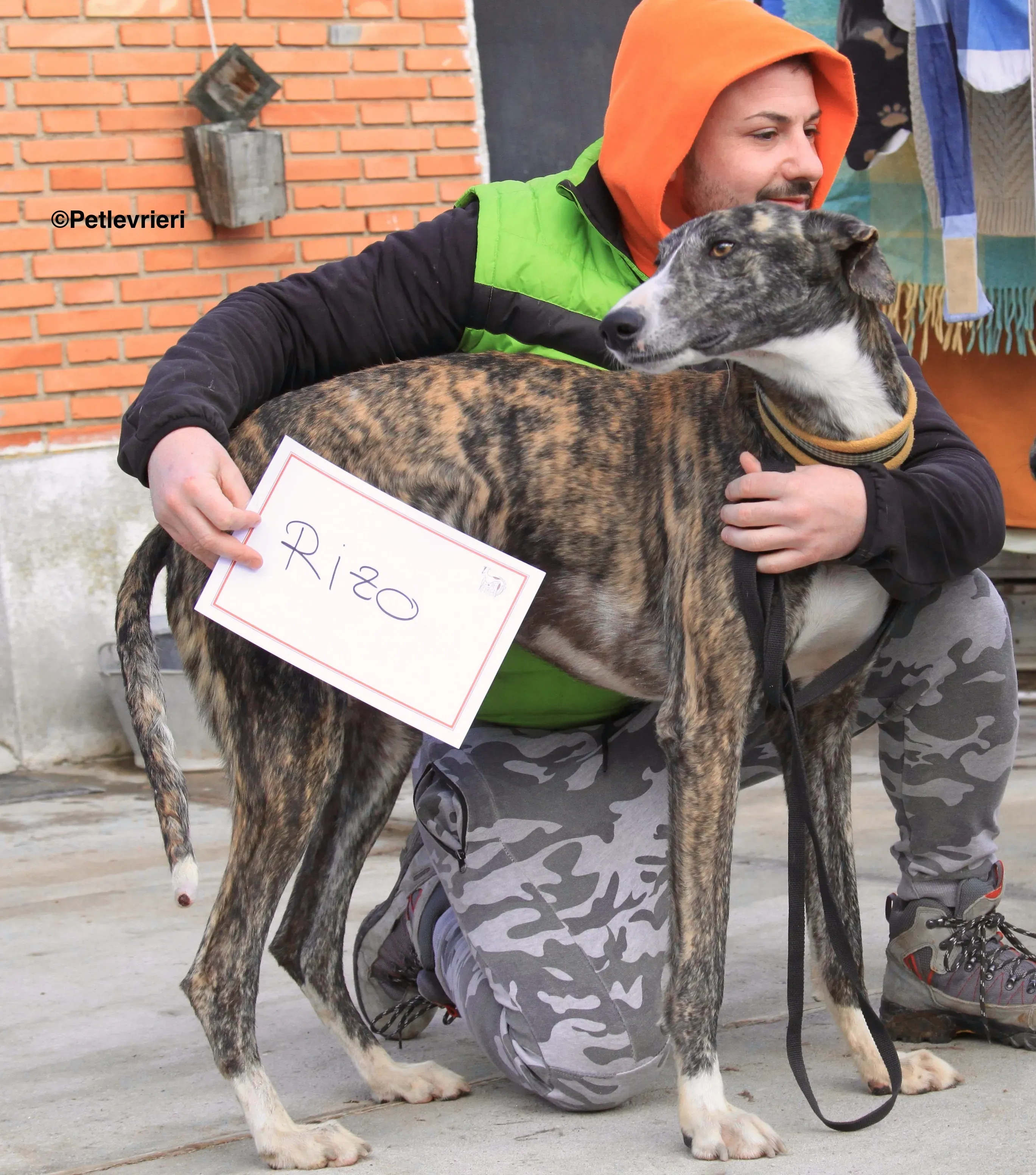 Rizo adozione levrieri galgo 15