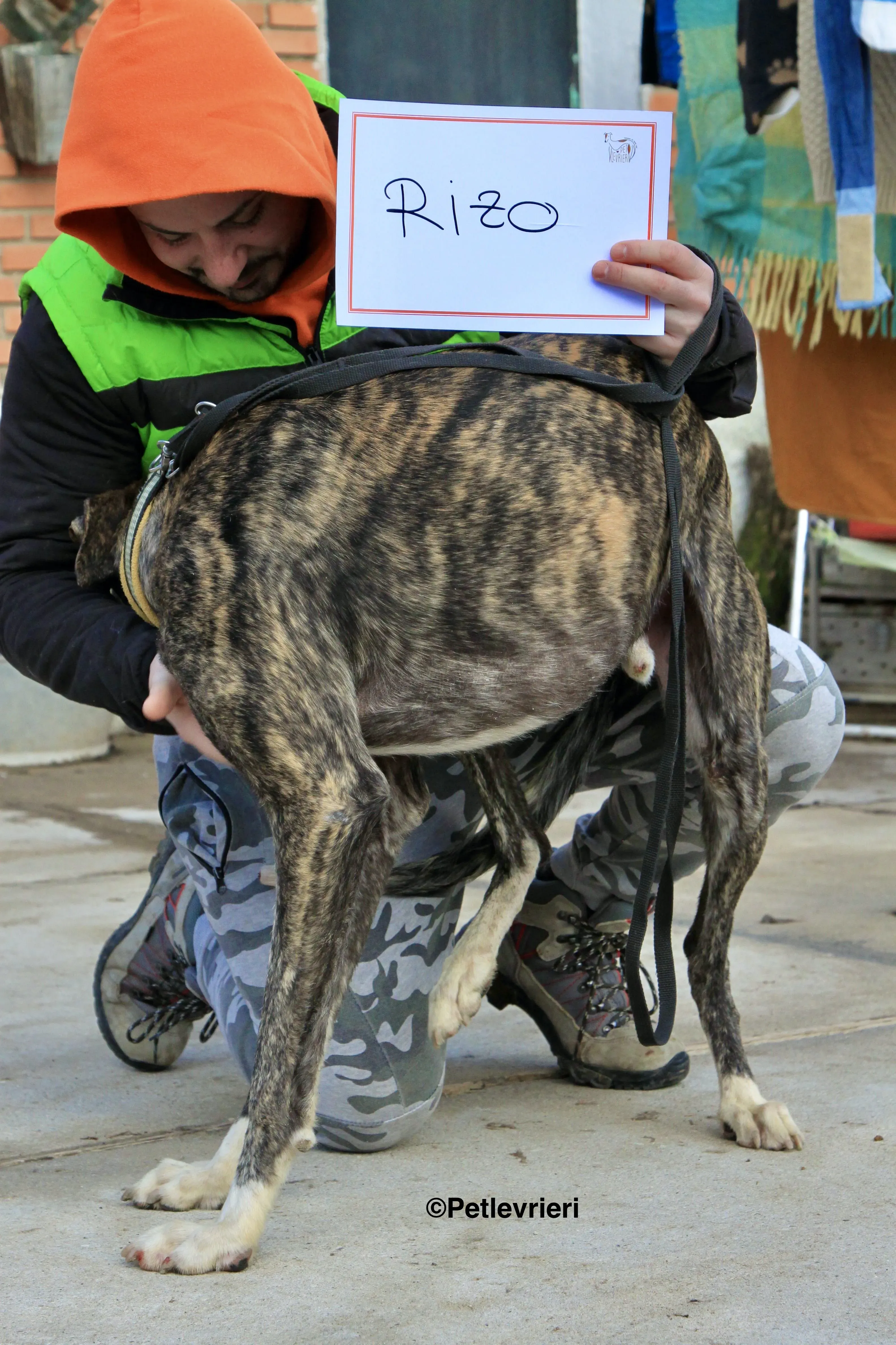 Rizo adozione levrieri galgo 16