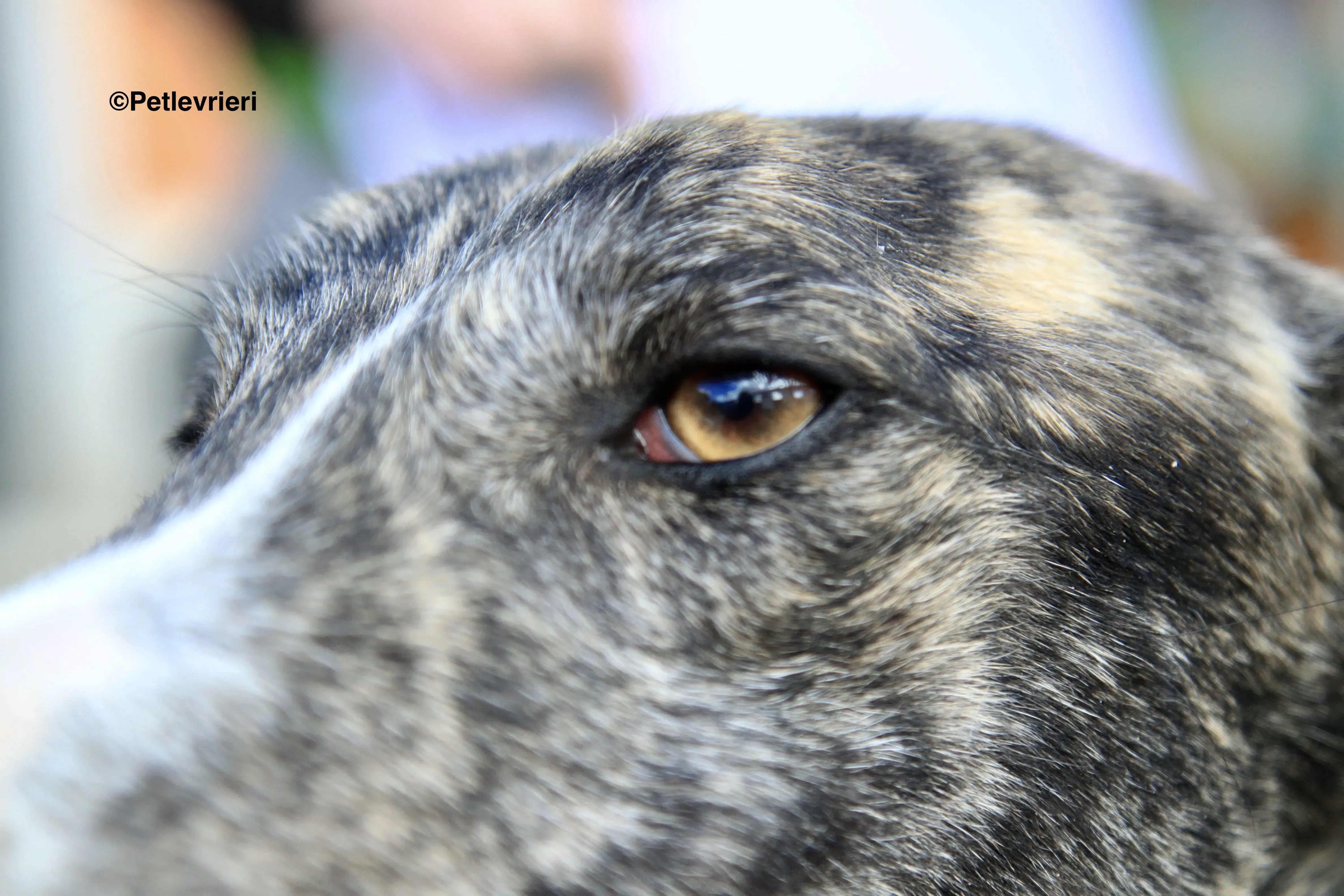 Rizo adozione levrieri galgo 17