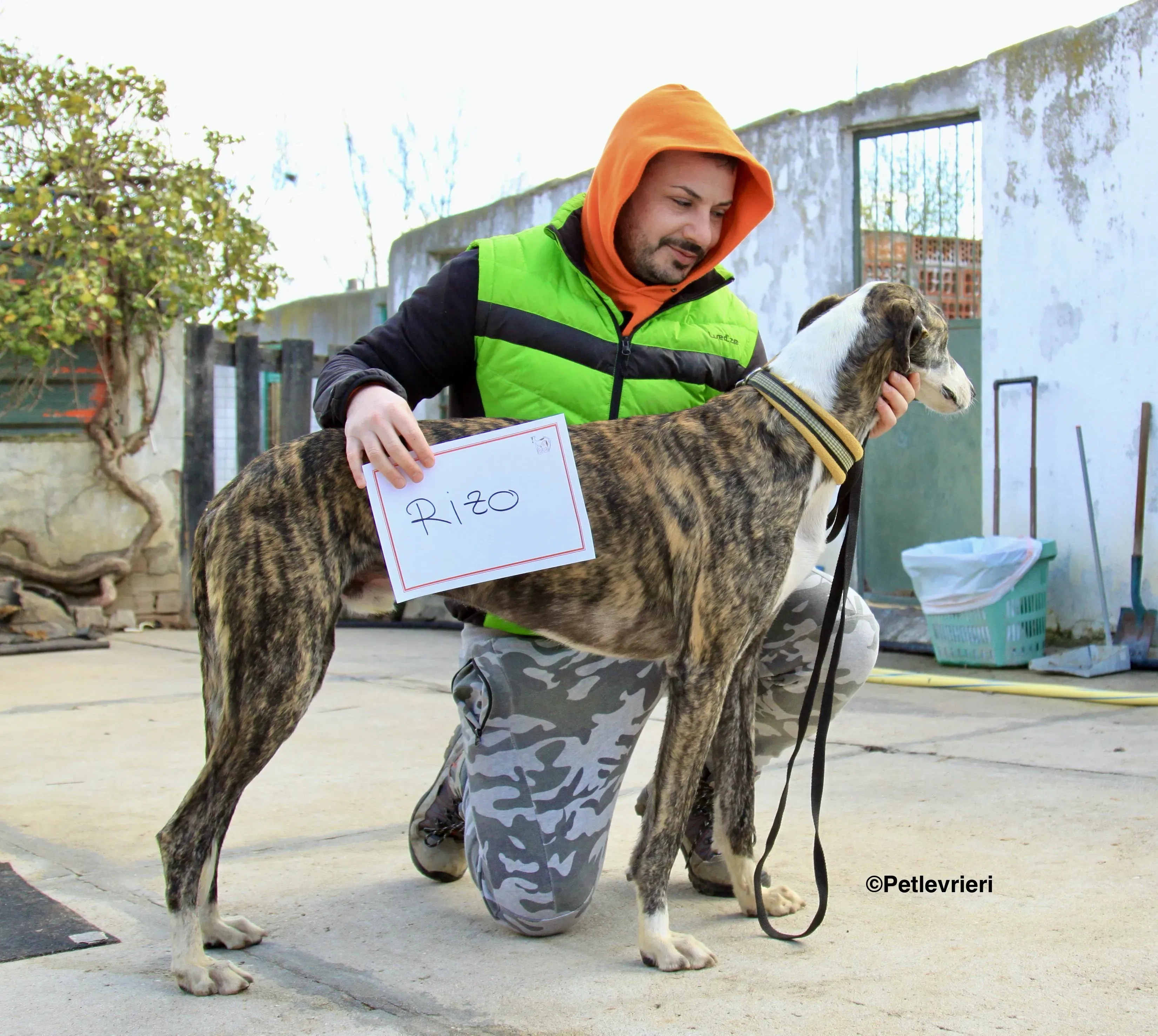 Rizo adozione levrieri galgo 18