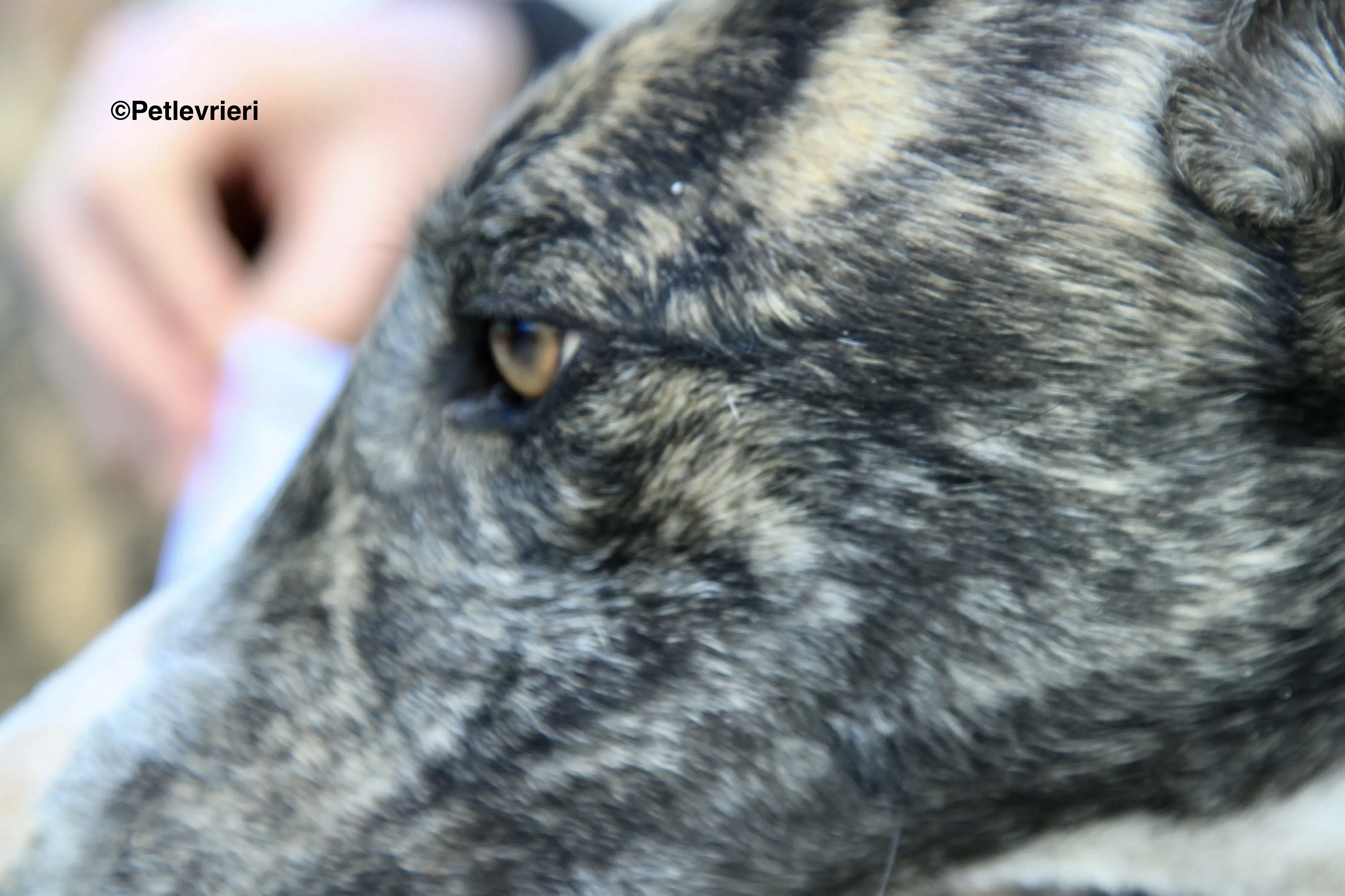 Rizo adozione levrieri galgo 19