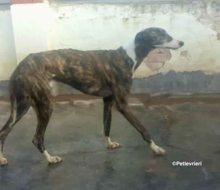 Rizo adozione levrieri galgo 2