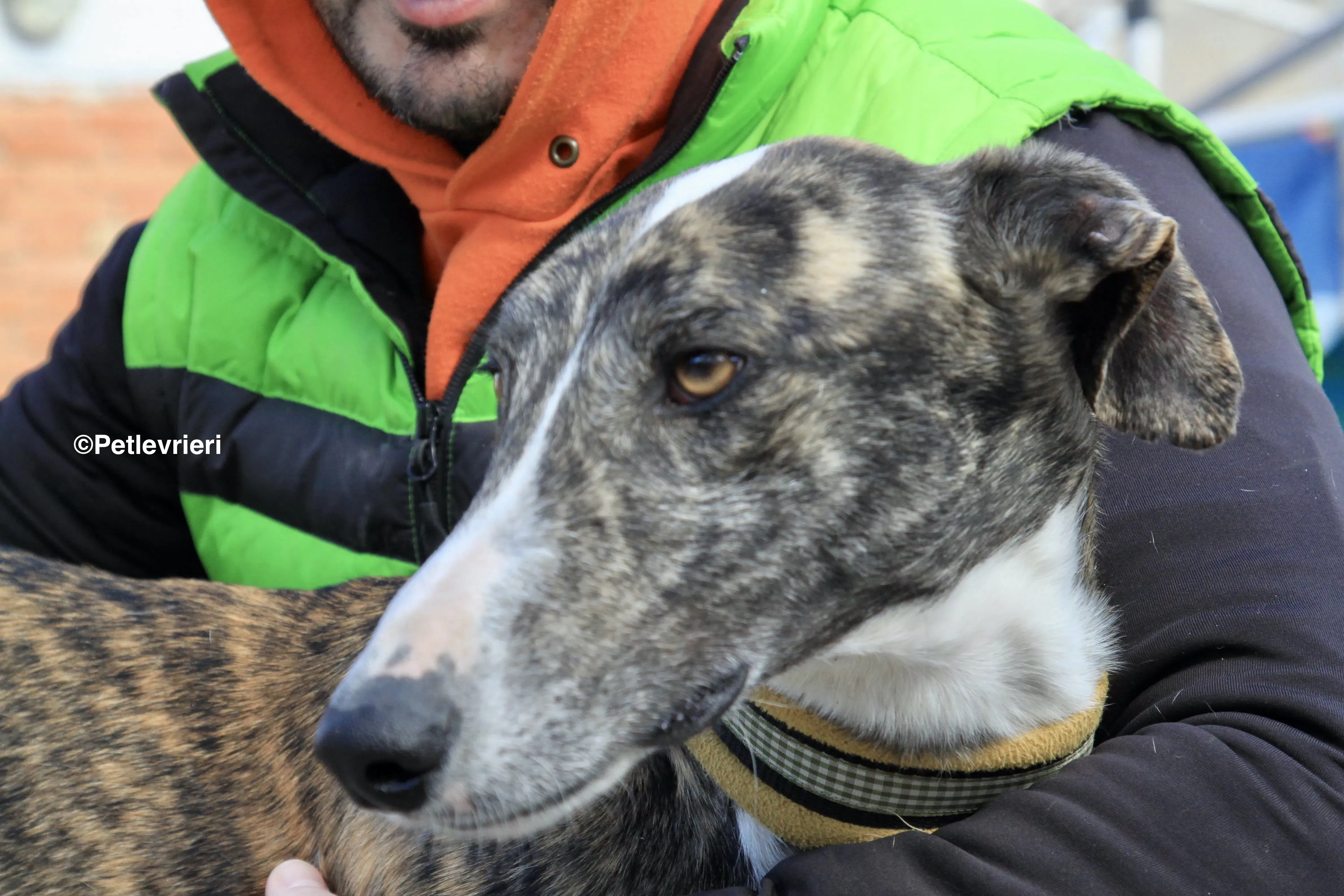 Rizo adozione levrieri galgo 20