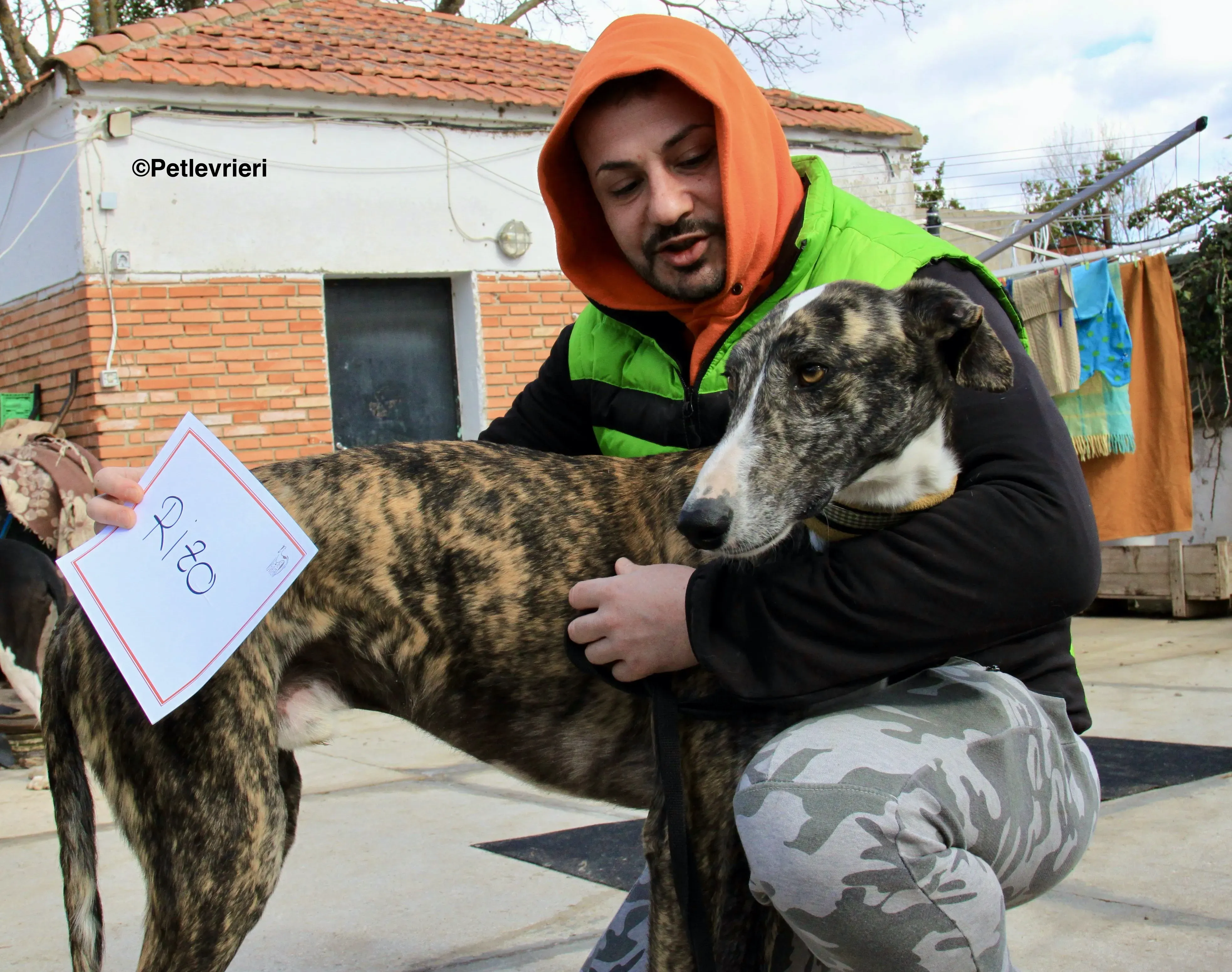Rizo adozione levrieri galgo 21