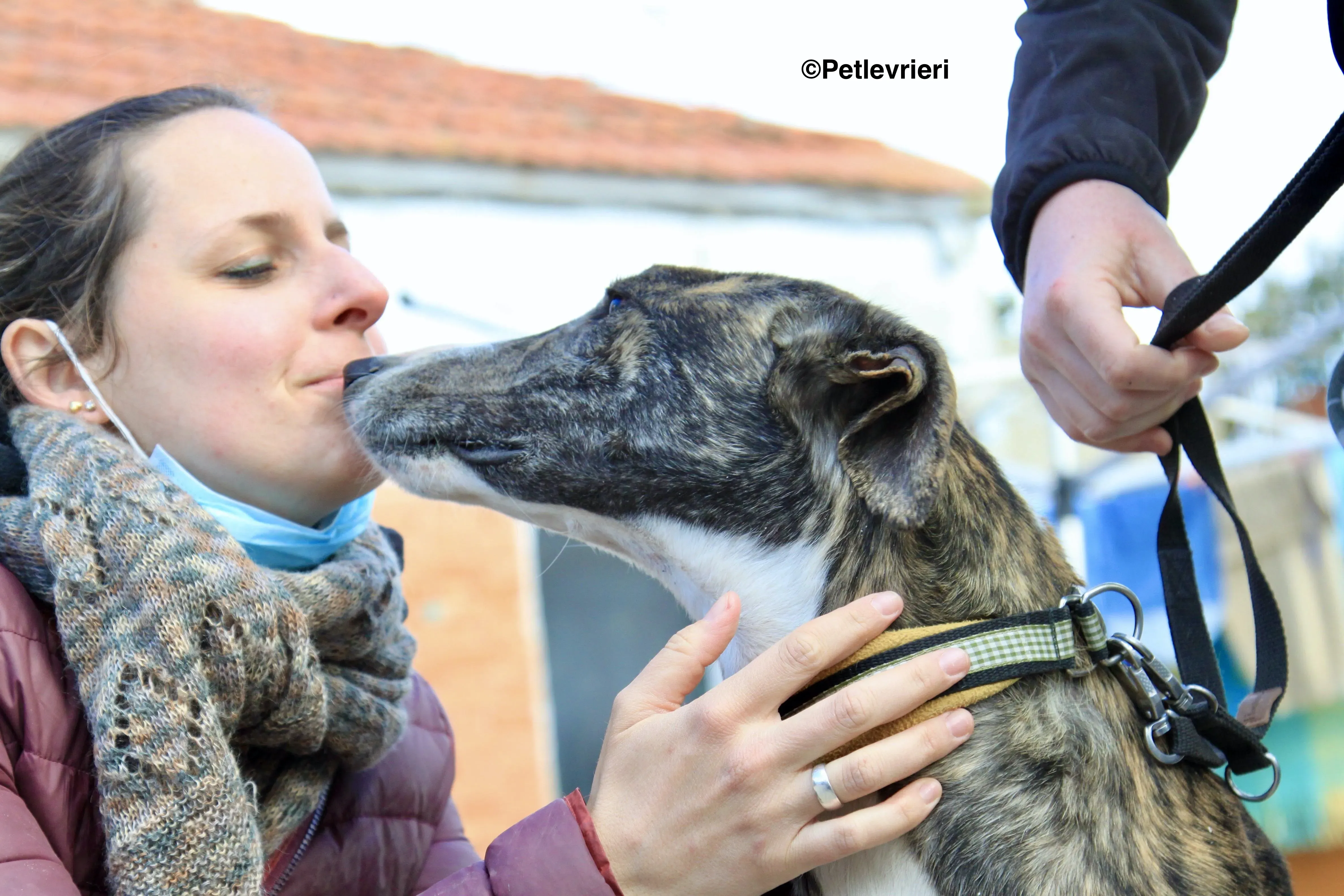 Rizo adozione levrieri galgo 22