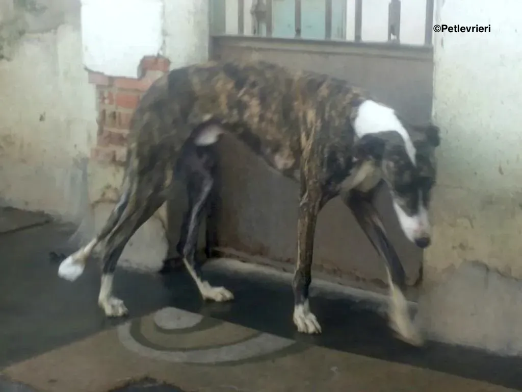 Rizo adozione levrieri galgo 3