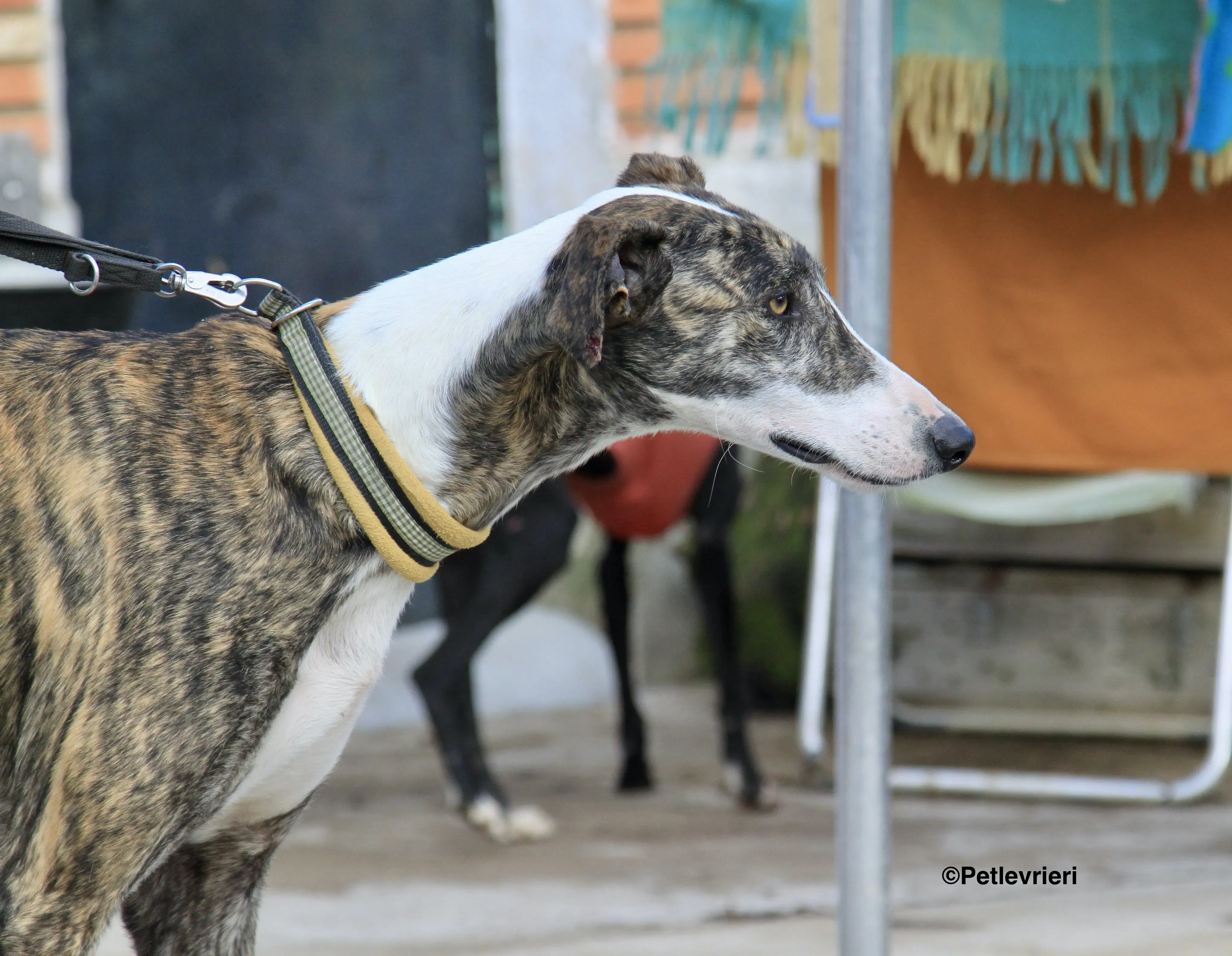 Rizo adozione levrieri galgo 4