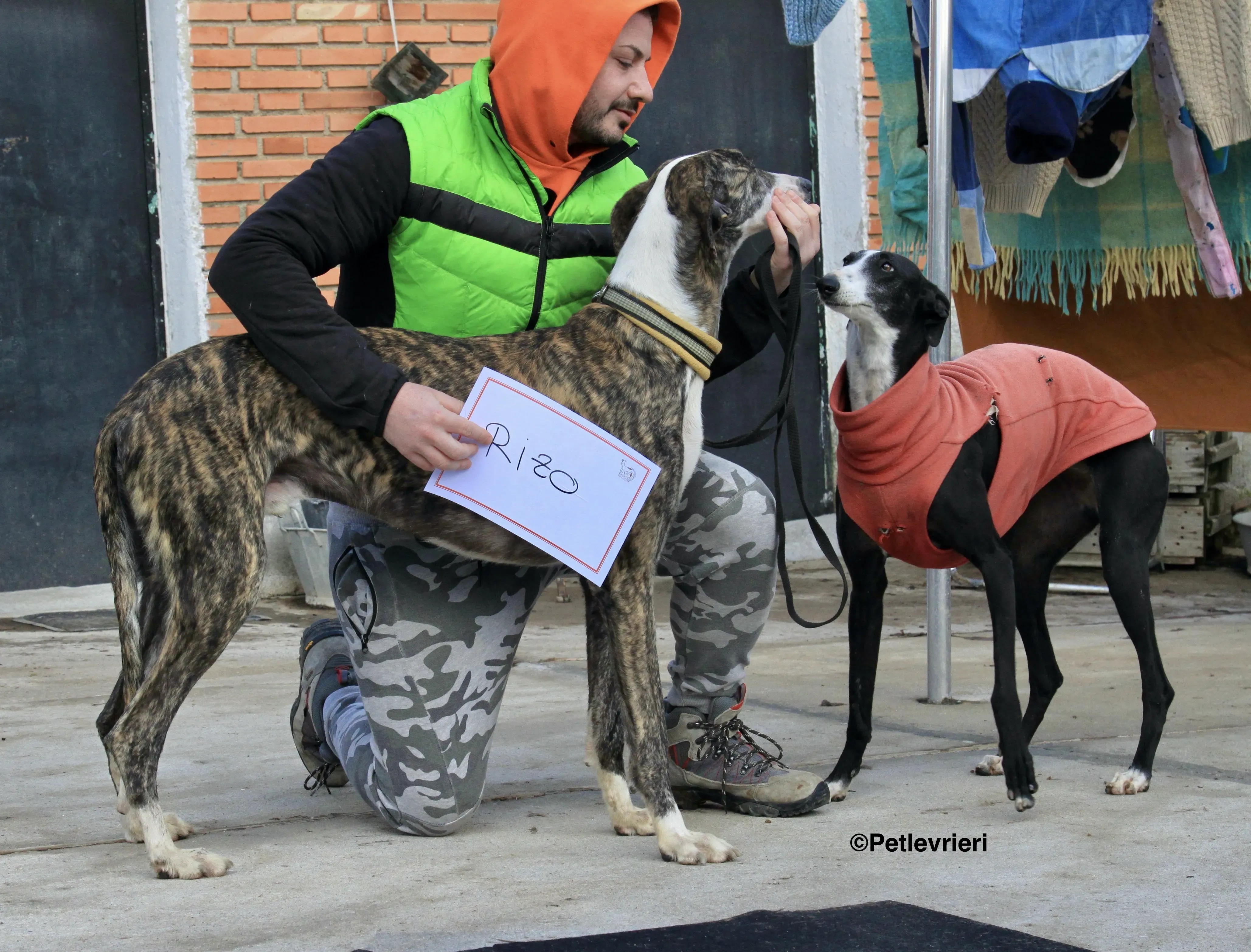 Rizo adozione levrieri galgo 5