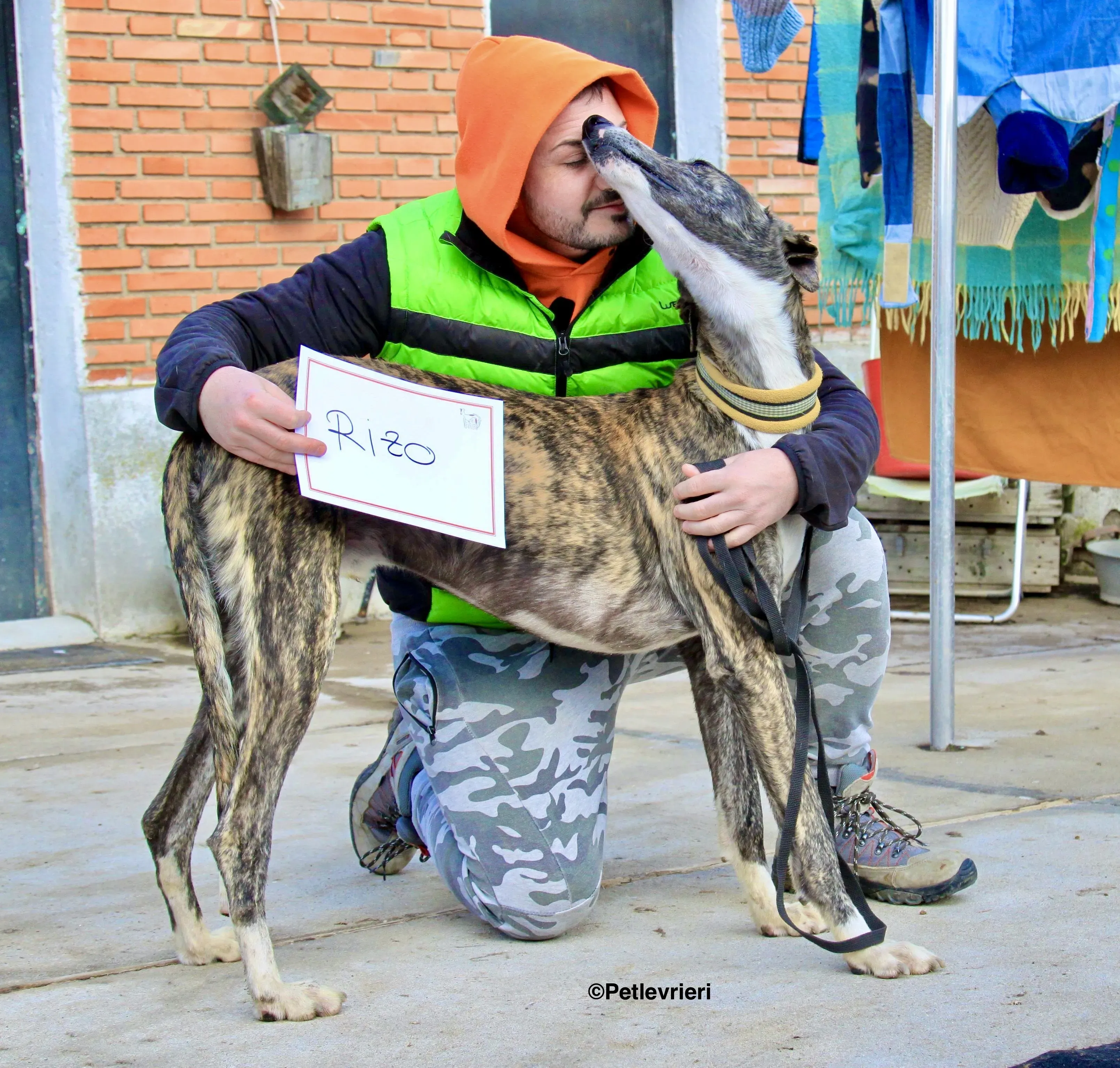 Rizo adozione levrieri galgo 6