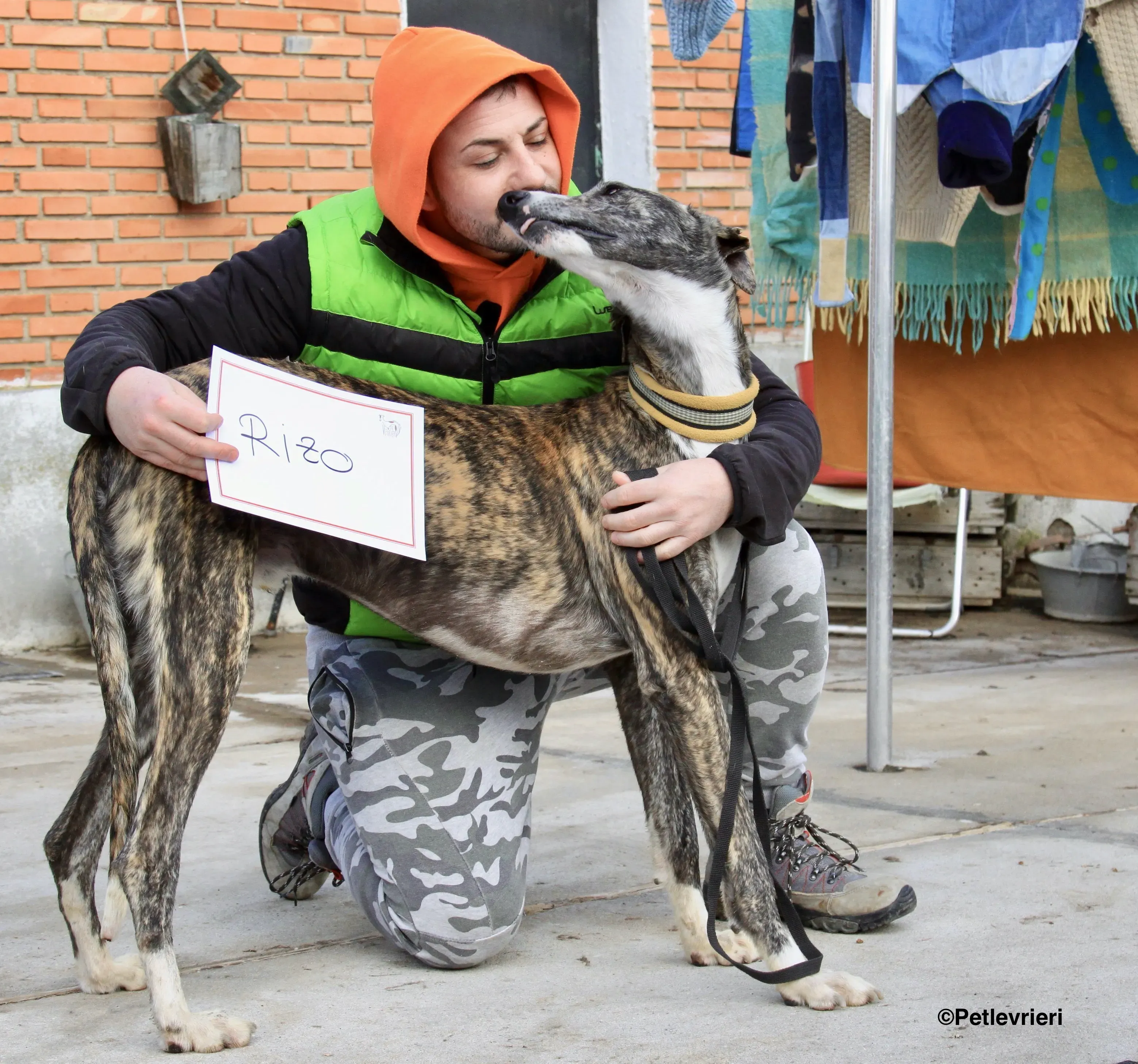 Rizo adozione levrieri galgo 7