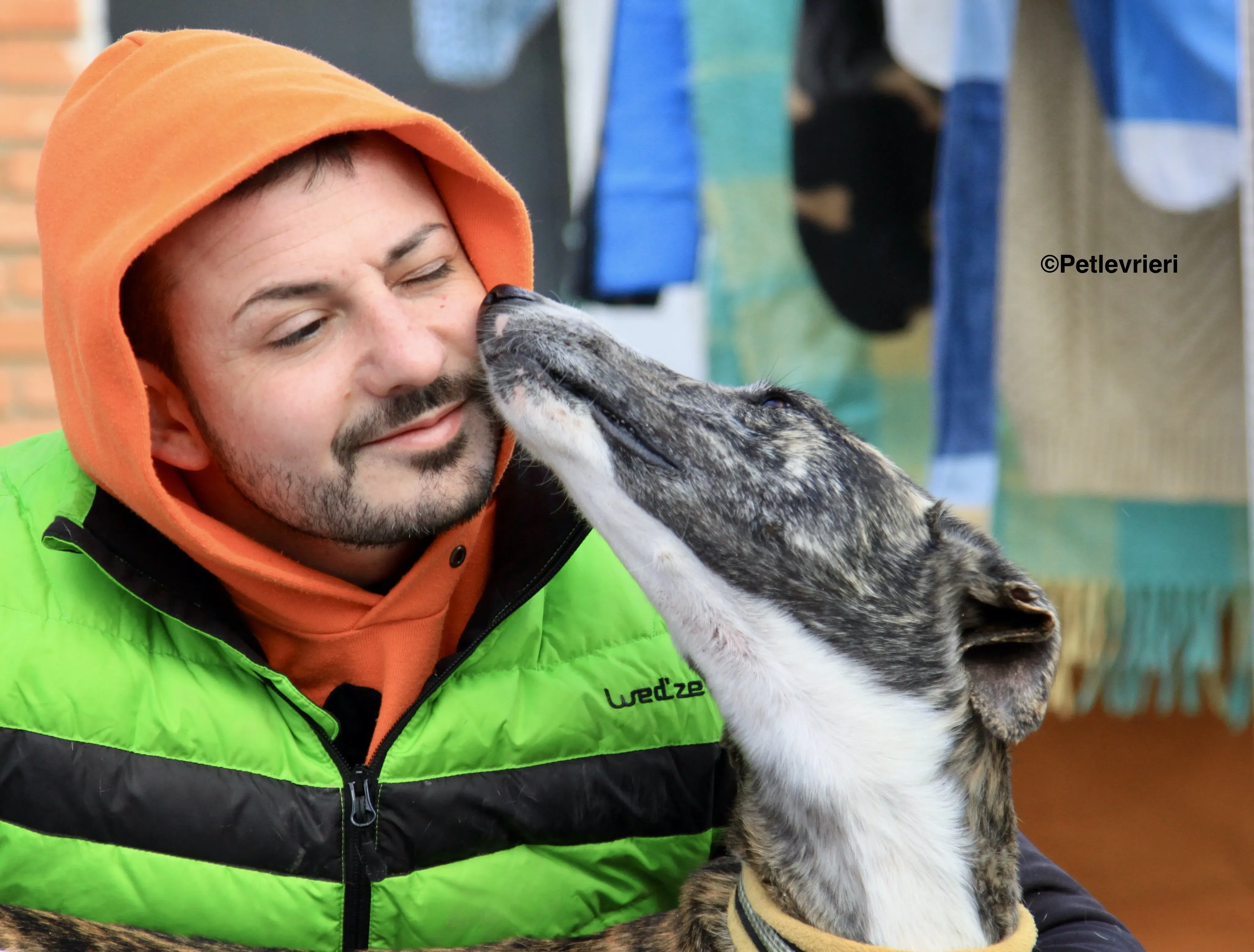 Rizo adozione levrieri galgo 8