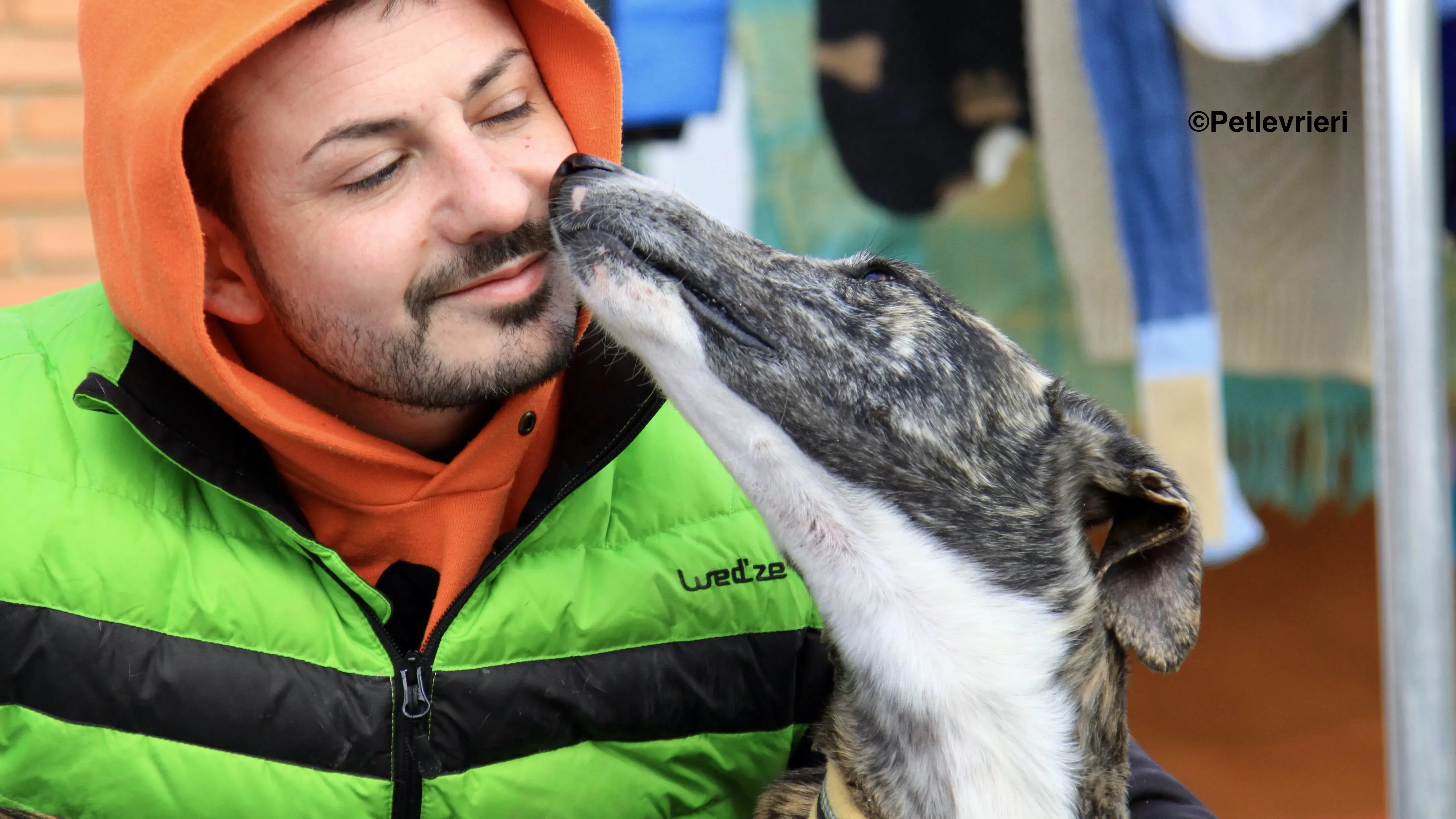 Rizo adozione levrieri galgo 9