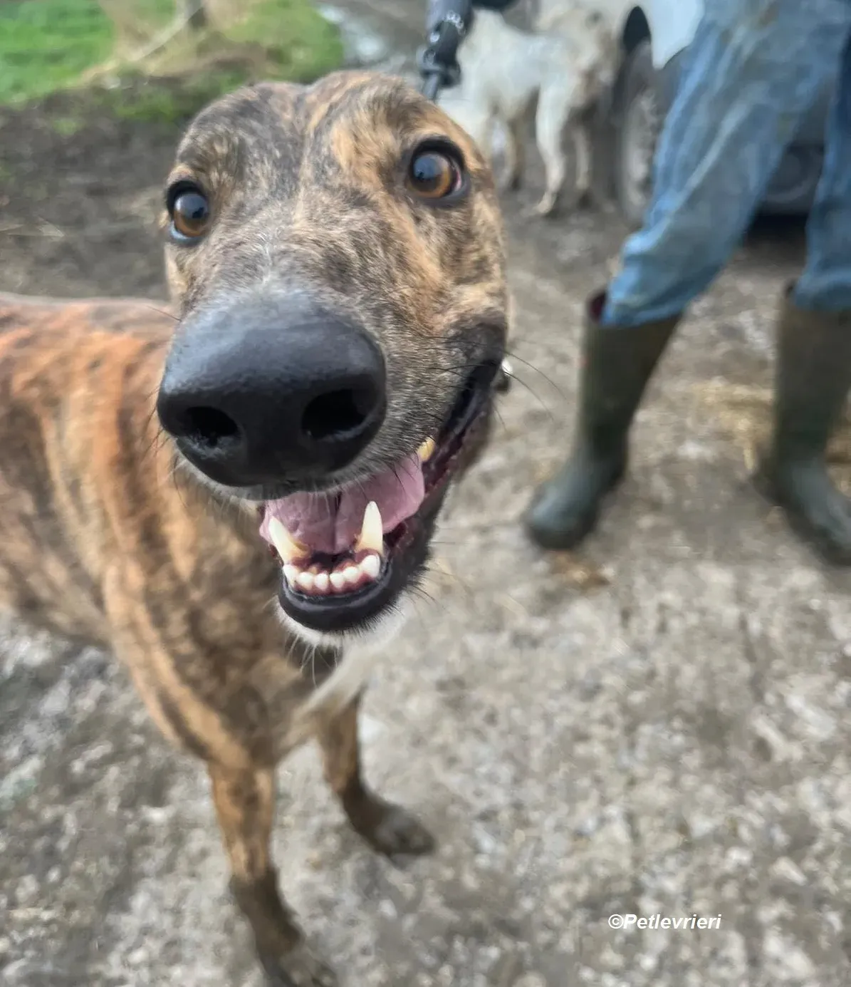 Rob adozione levrieri greyhound 1