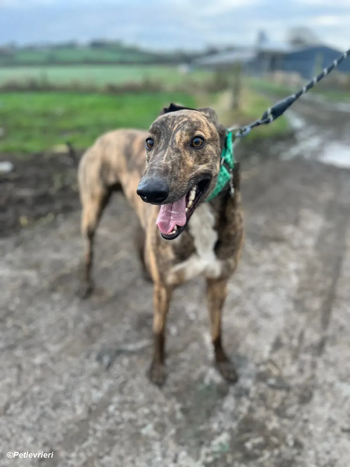 Rob adozione levrieri greyhound 2