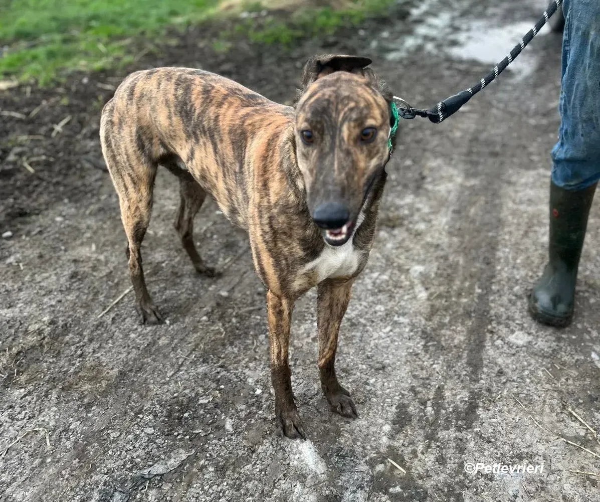 Rob adozione levrieri greyhound 3