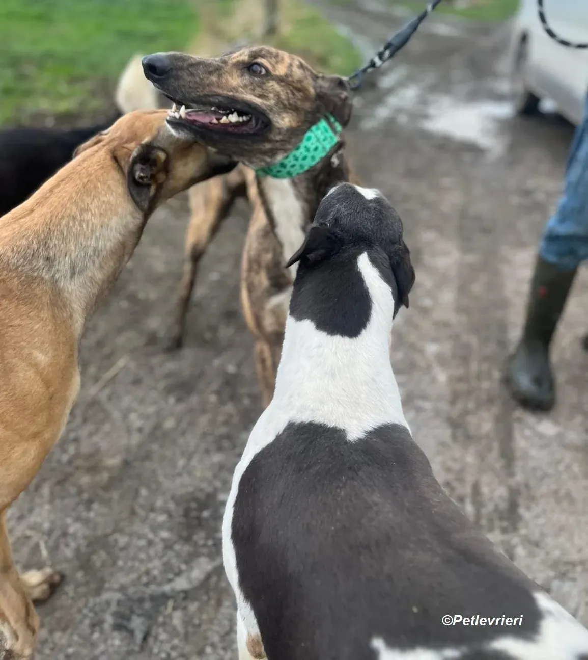 Rob adozione levrieri greyhound 4