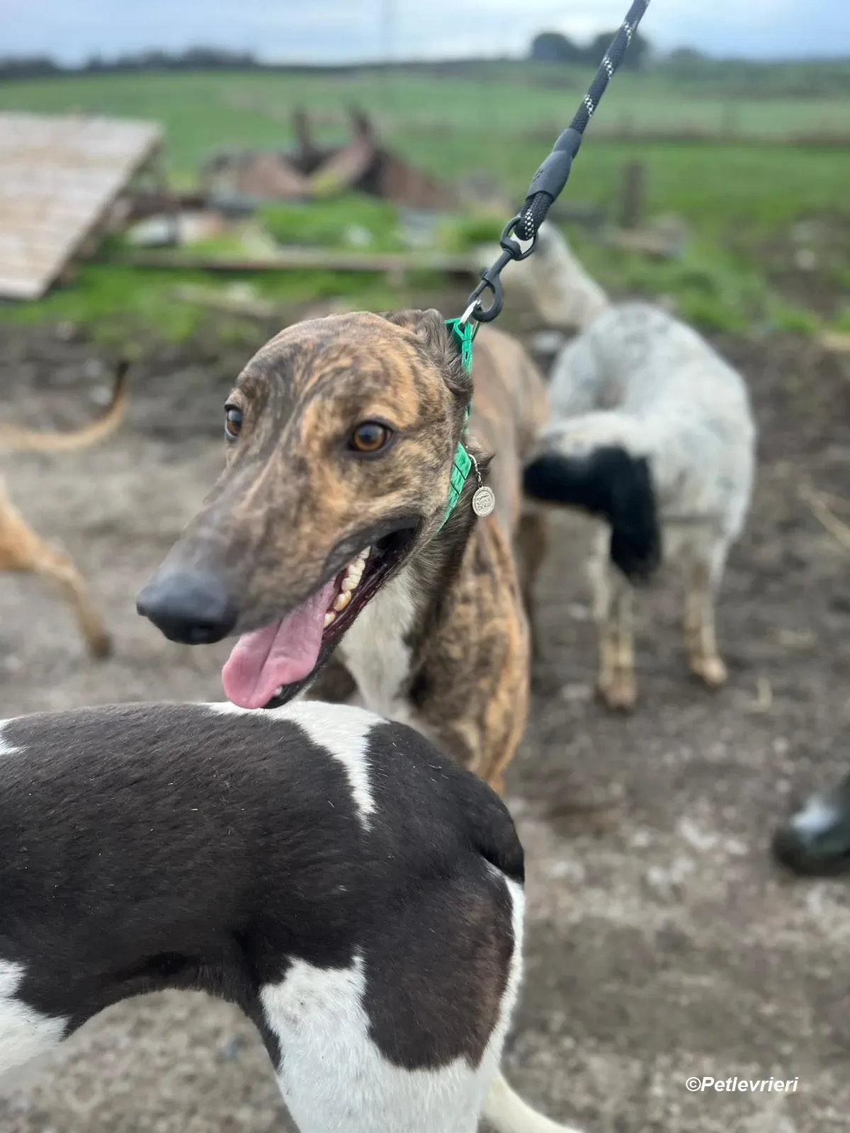 Rob adozione levrieri greyhound 5