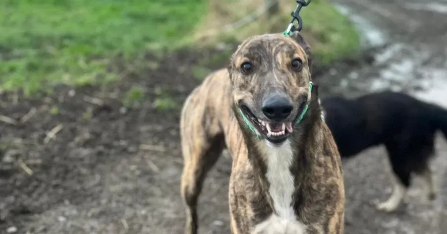 Rob adozione levrieri greyhound 6 e1677337484714