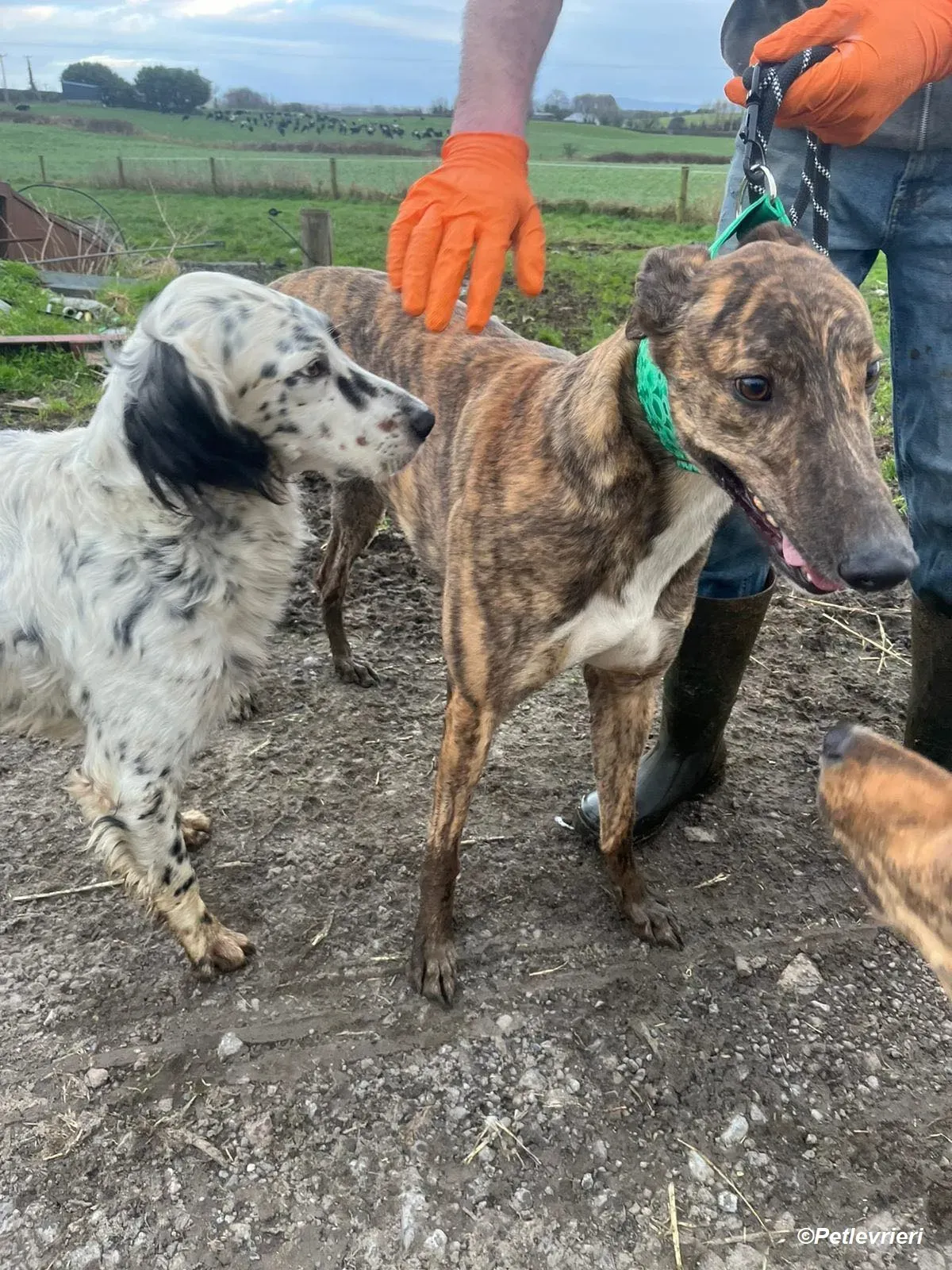 Rob adozione levrieri greyhound 7