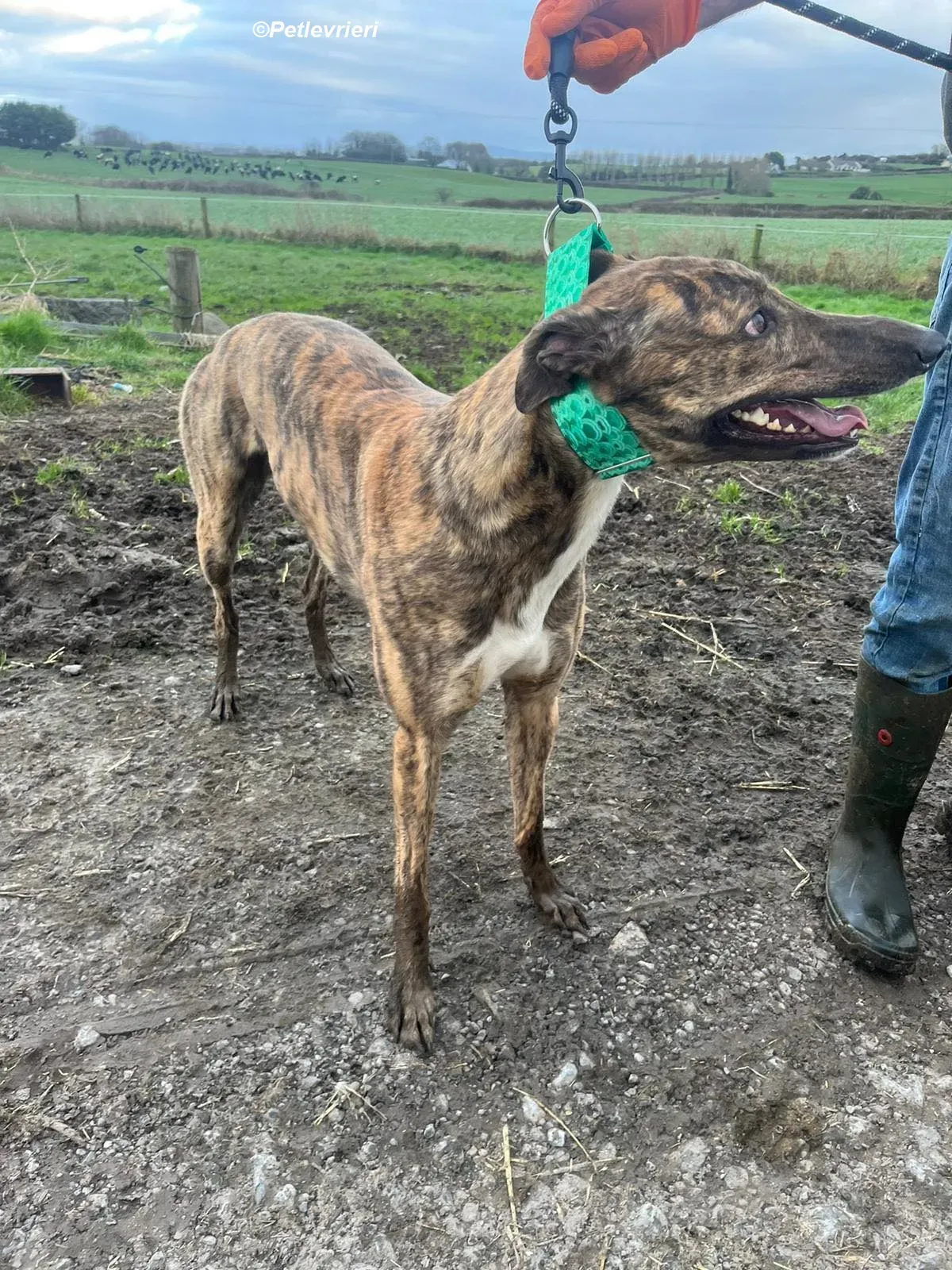 Rob adozione levrieri greyhound 8