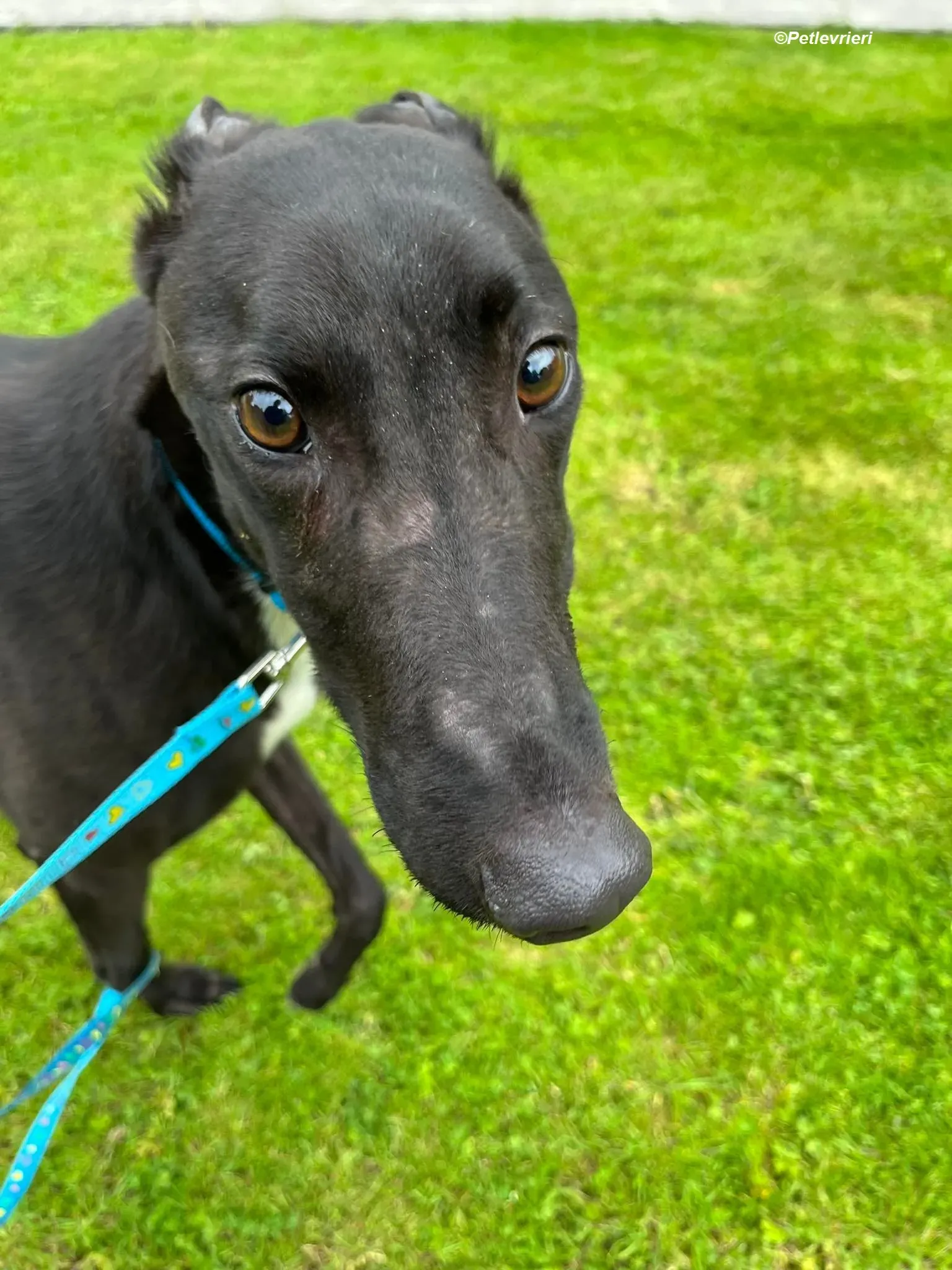 Robert adozione levrieri greyhound 1