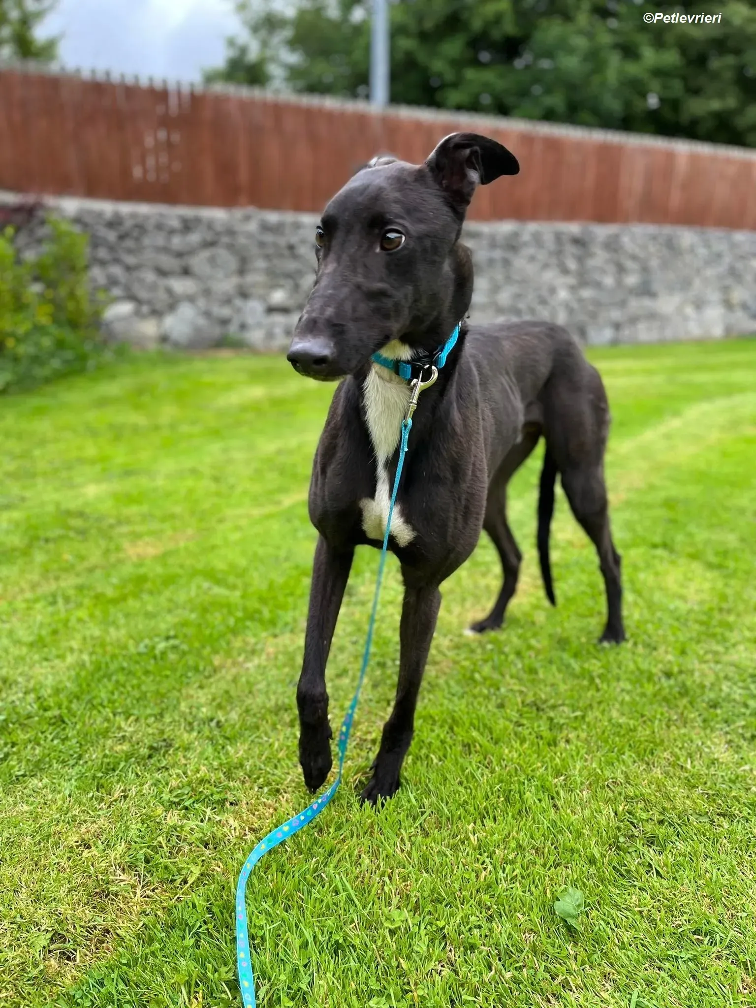 Robert adozione levrieri greyhound 10