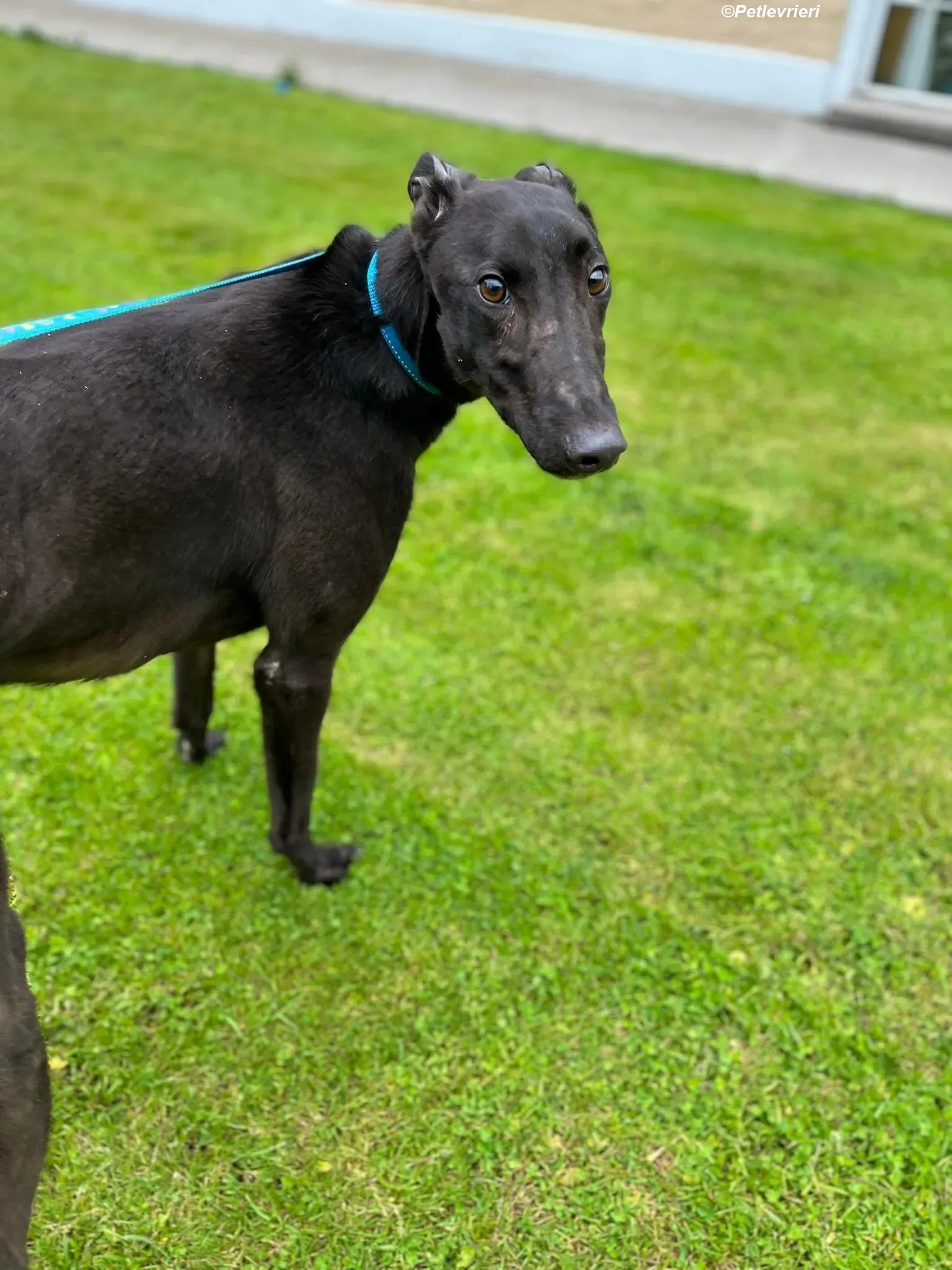 Robert adozione levrieri greyhound 11