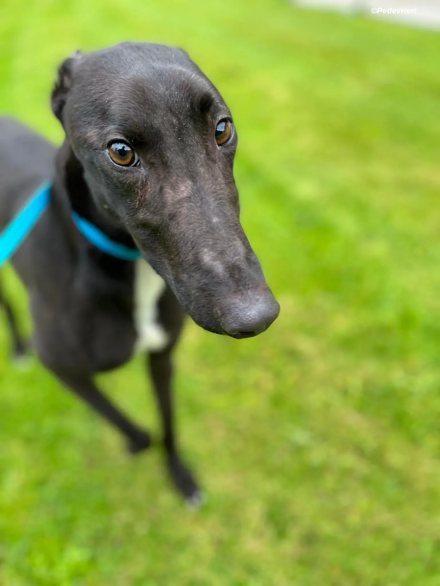 Robert adozione levrieri greyhound 13