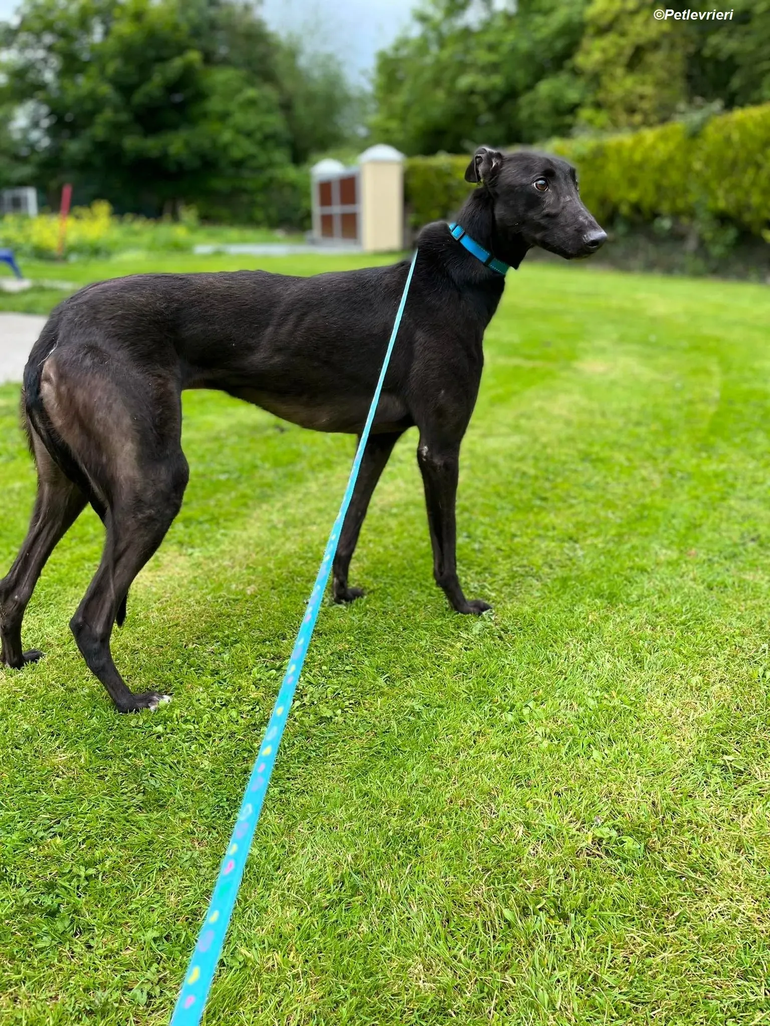 Robert adozione levrieri greyhound 14