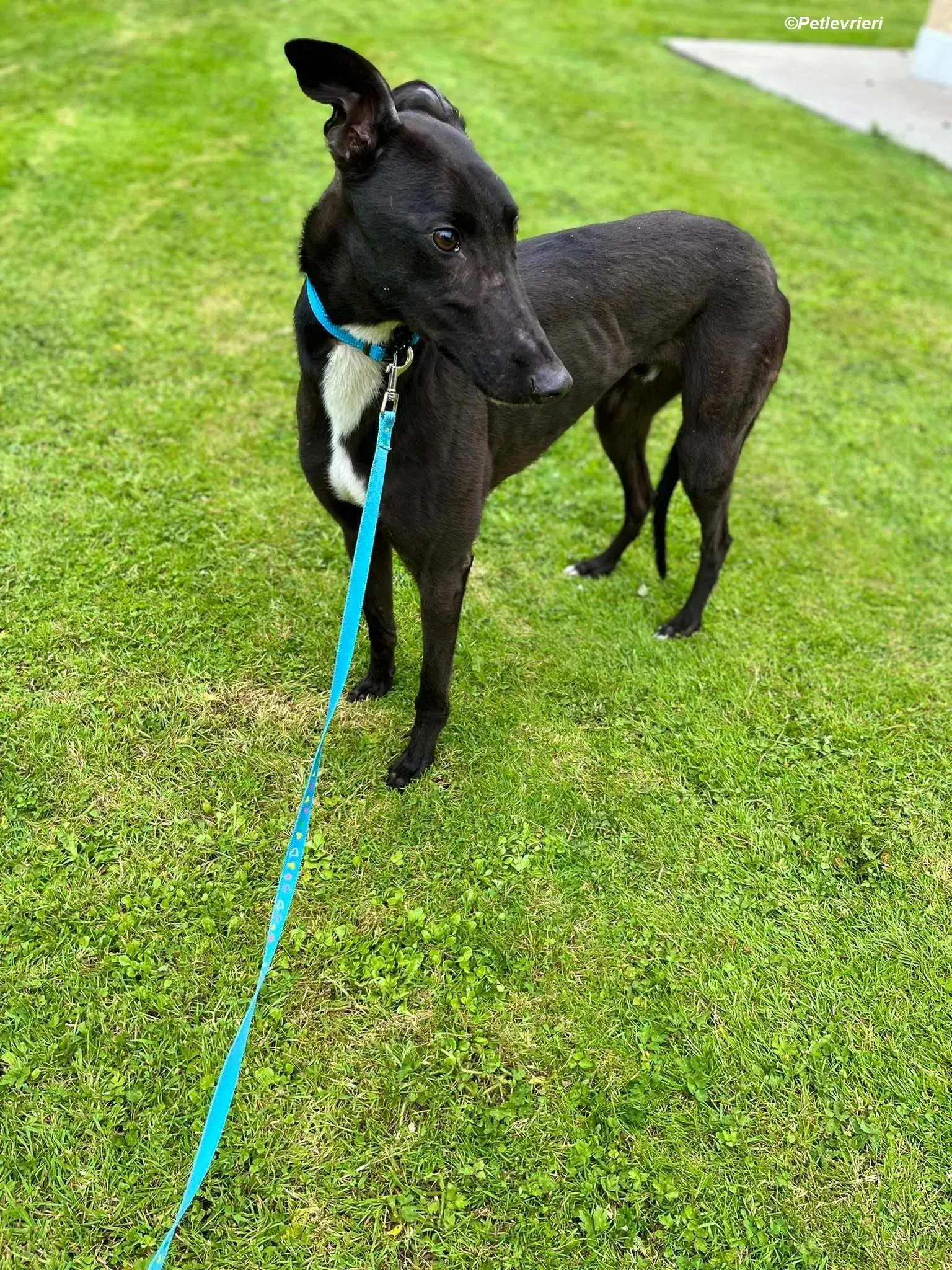 Robert adozione levrieri greyhound 15