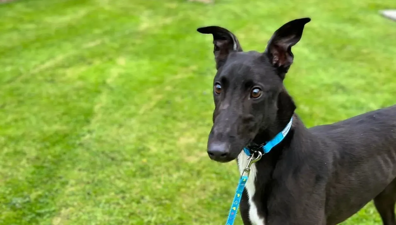 Robert adozione levrieri greyhound 16 e1654979342887