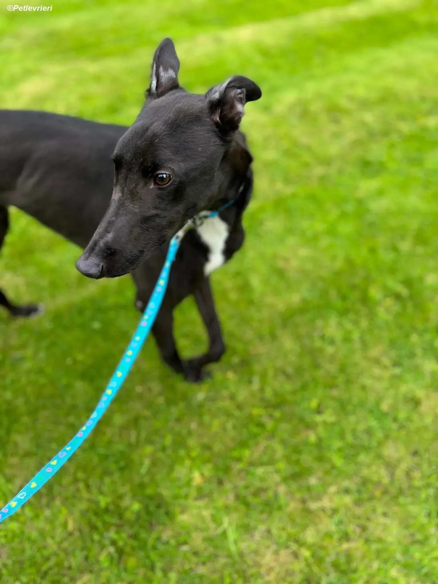 Robert adozione levrieri greyhound 2