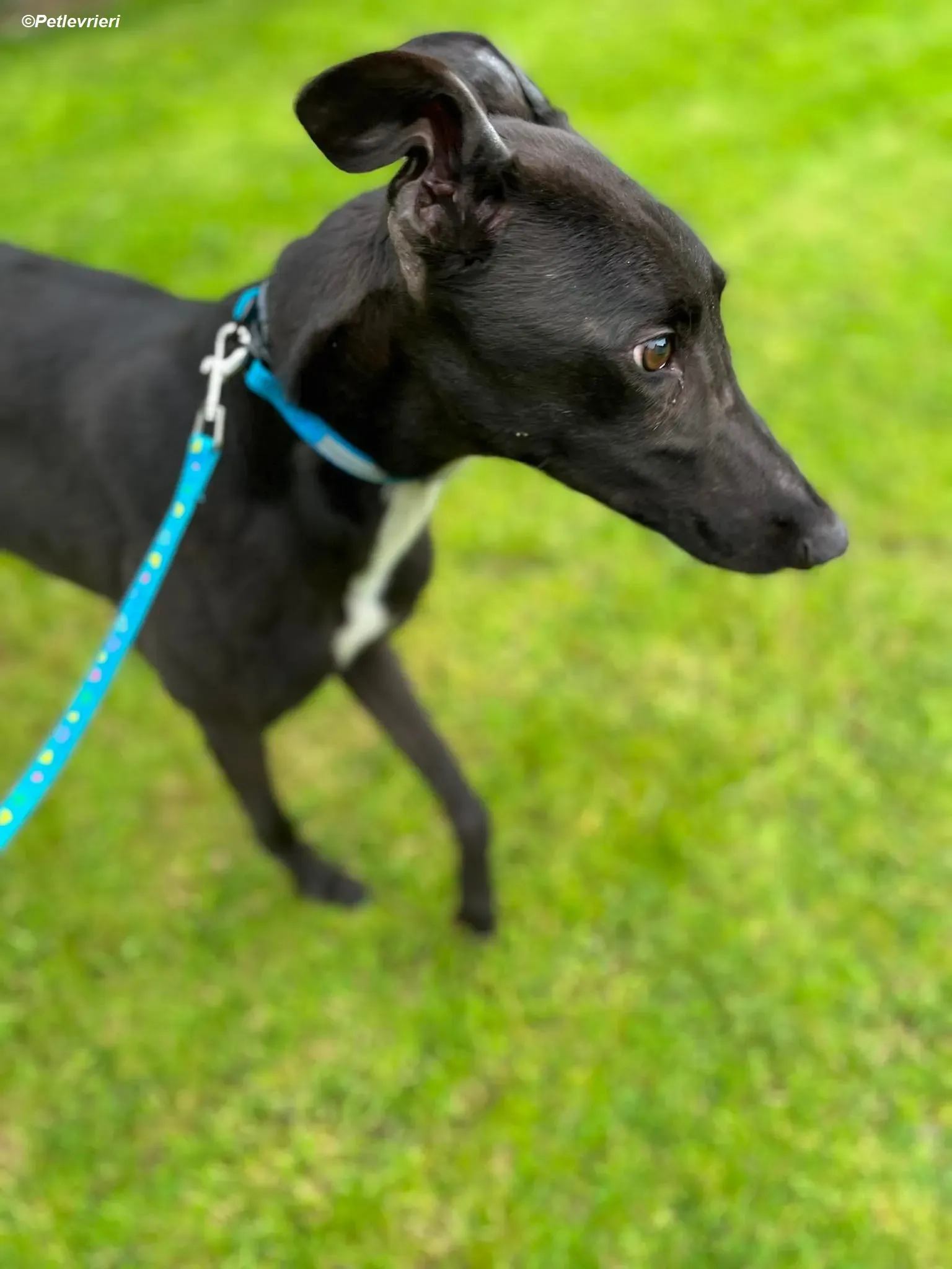 Robert adozione levrieri greyhound 3