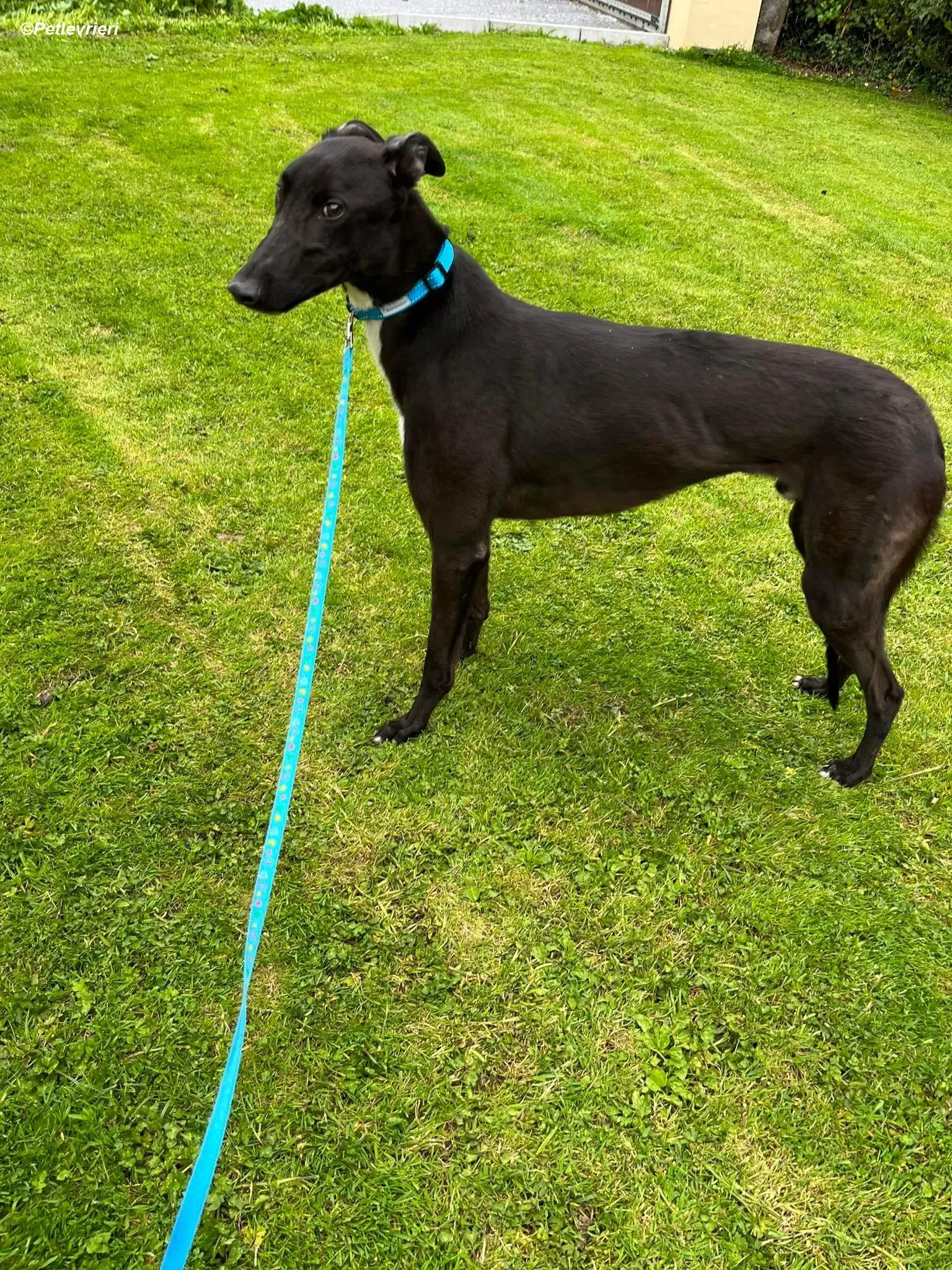 Robert adozione levrieri greyhound 4