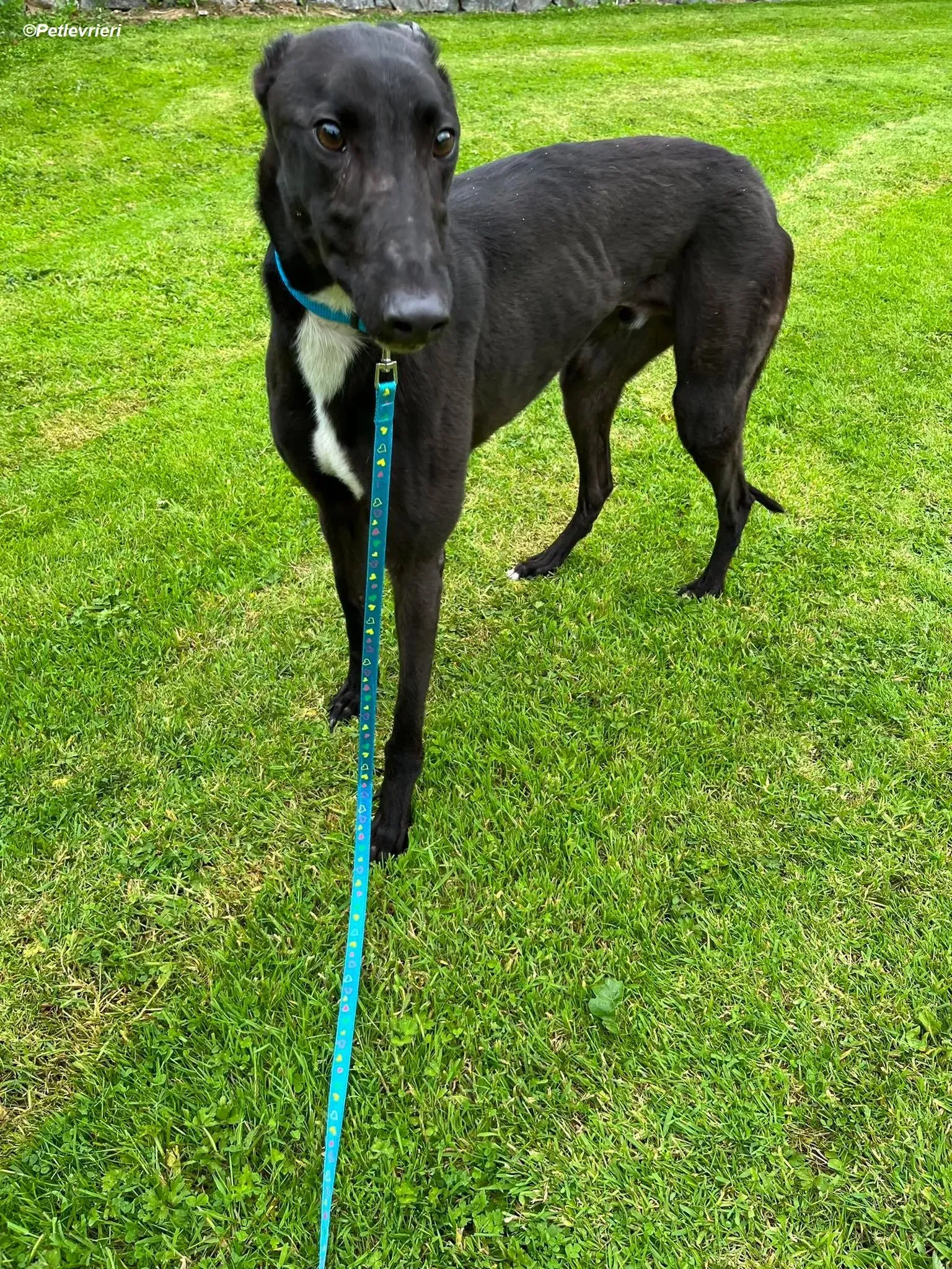 Robert adozione levrieri greyhound 6