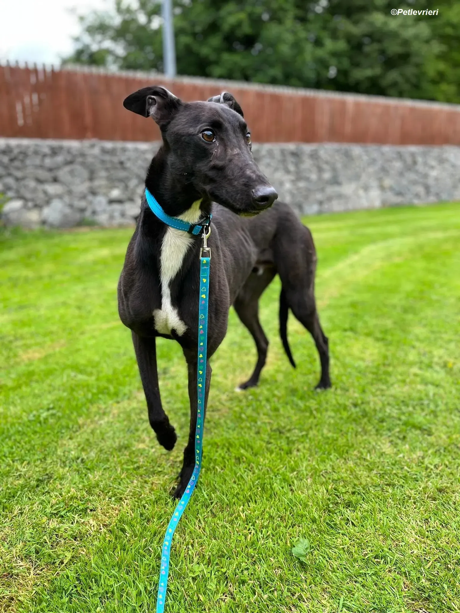 Robert adozione levrieri greyhound 7