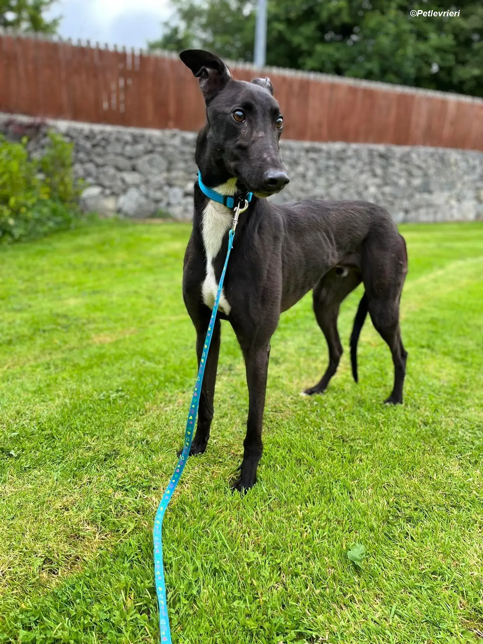 Robert adozione levrieri greyhound 8