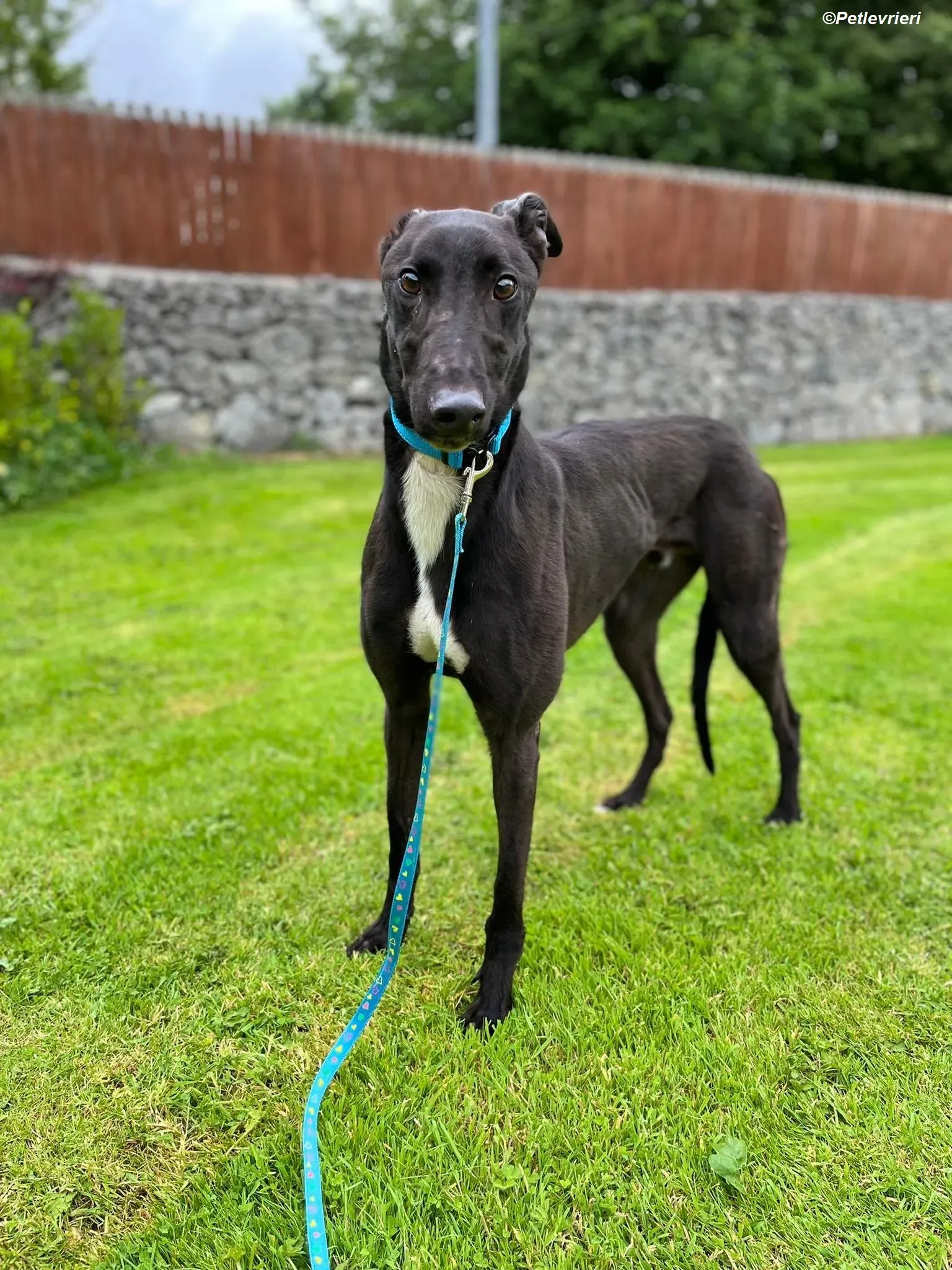 Robert adozione levrieri greyhound 9