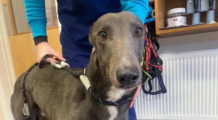 Robinson adozione levrieri greyhound 1 e1678379029156