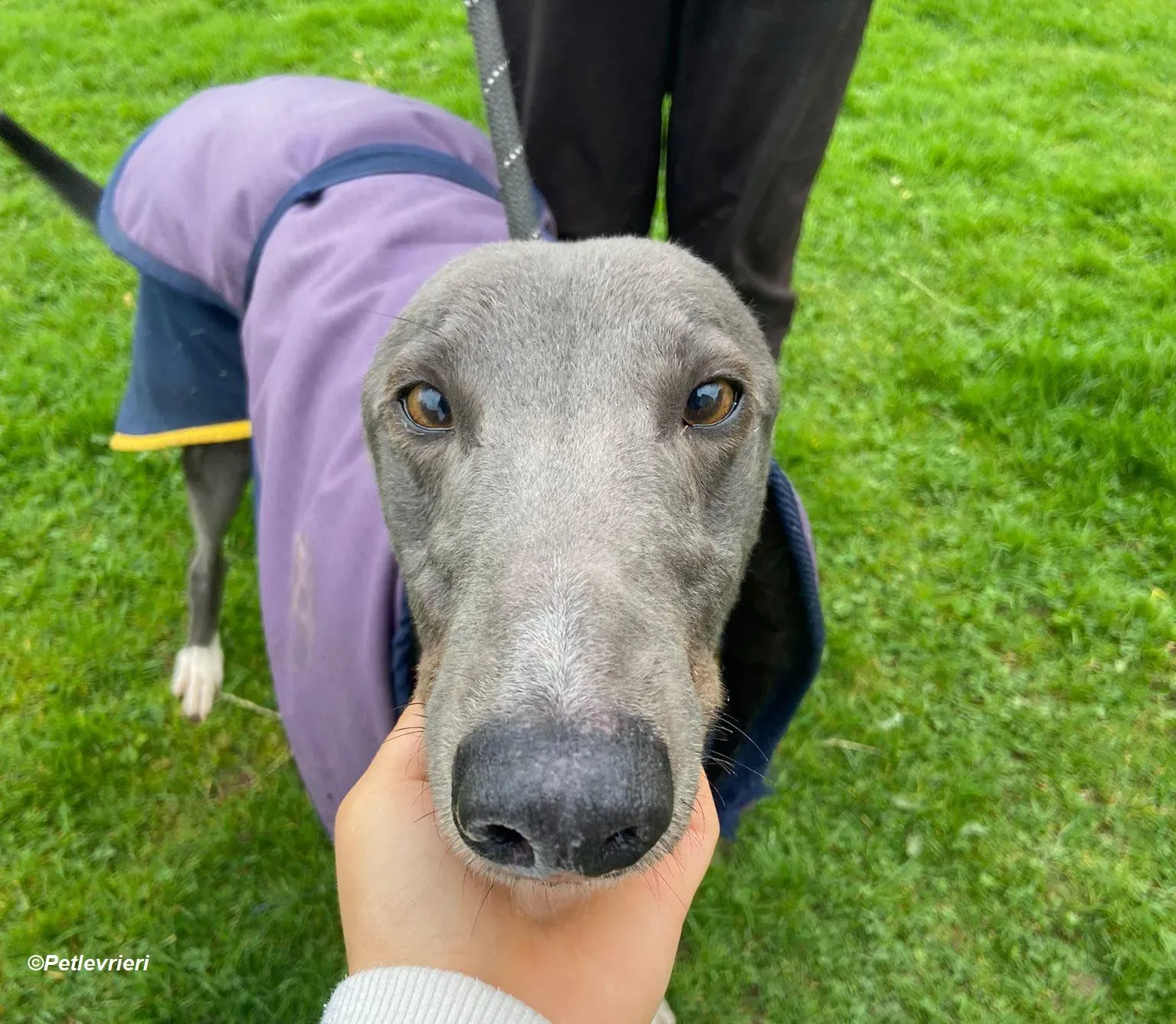 Robinson adozione levrieri greyhound 10