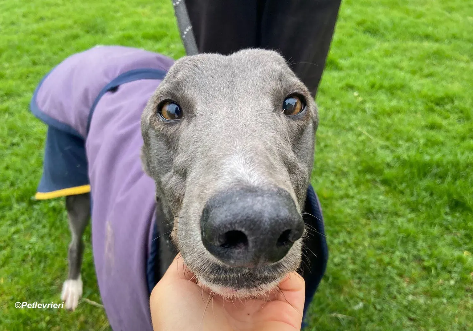 Robinson adozione levrieri greyhound 11