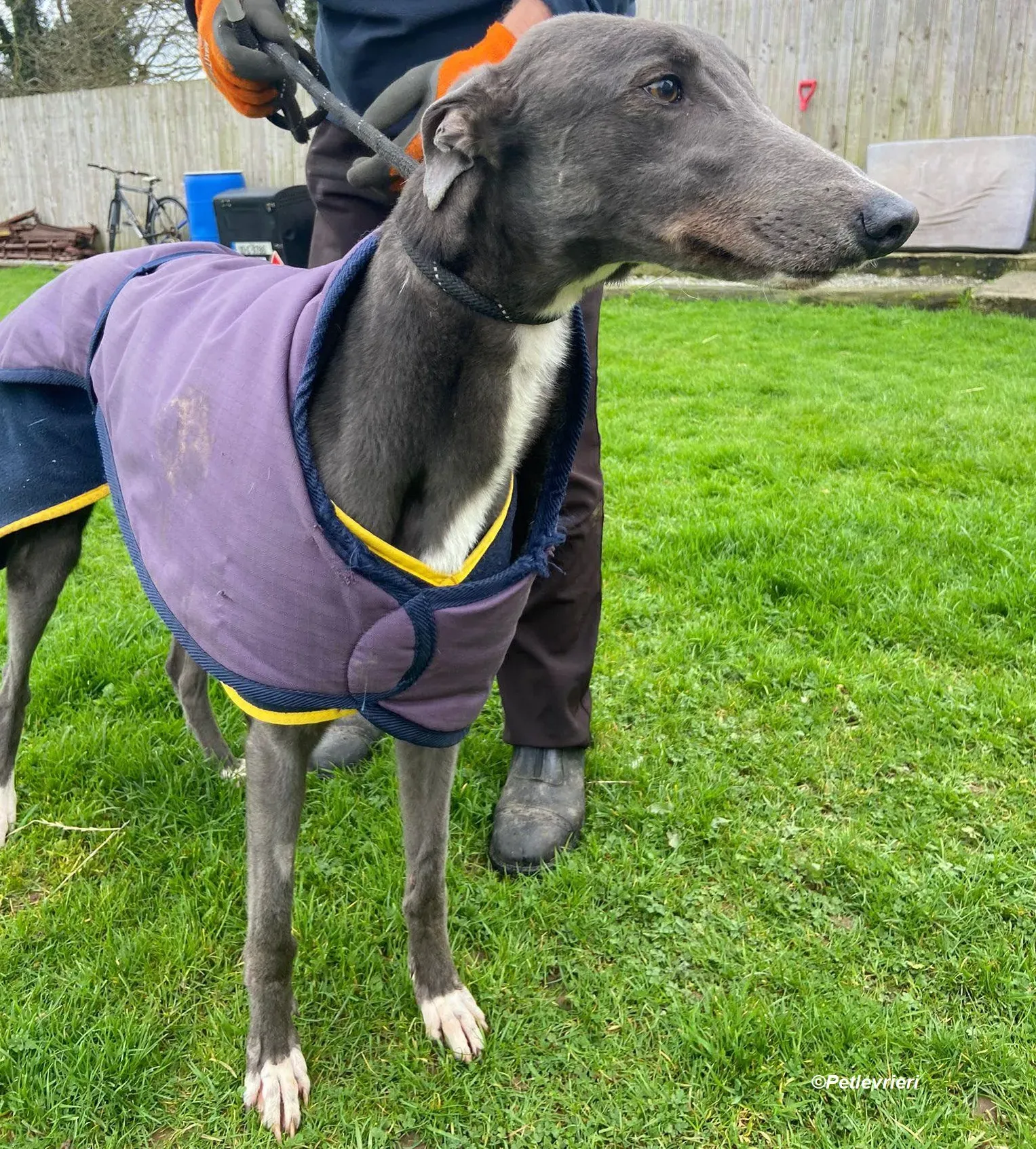 Robinson adozione levrieri greyhound 12