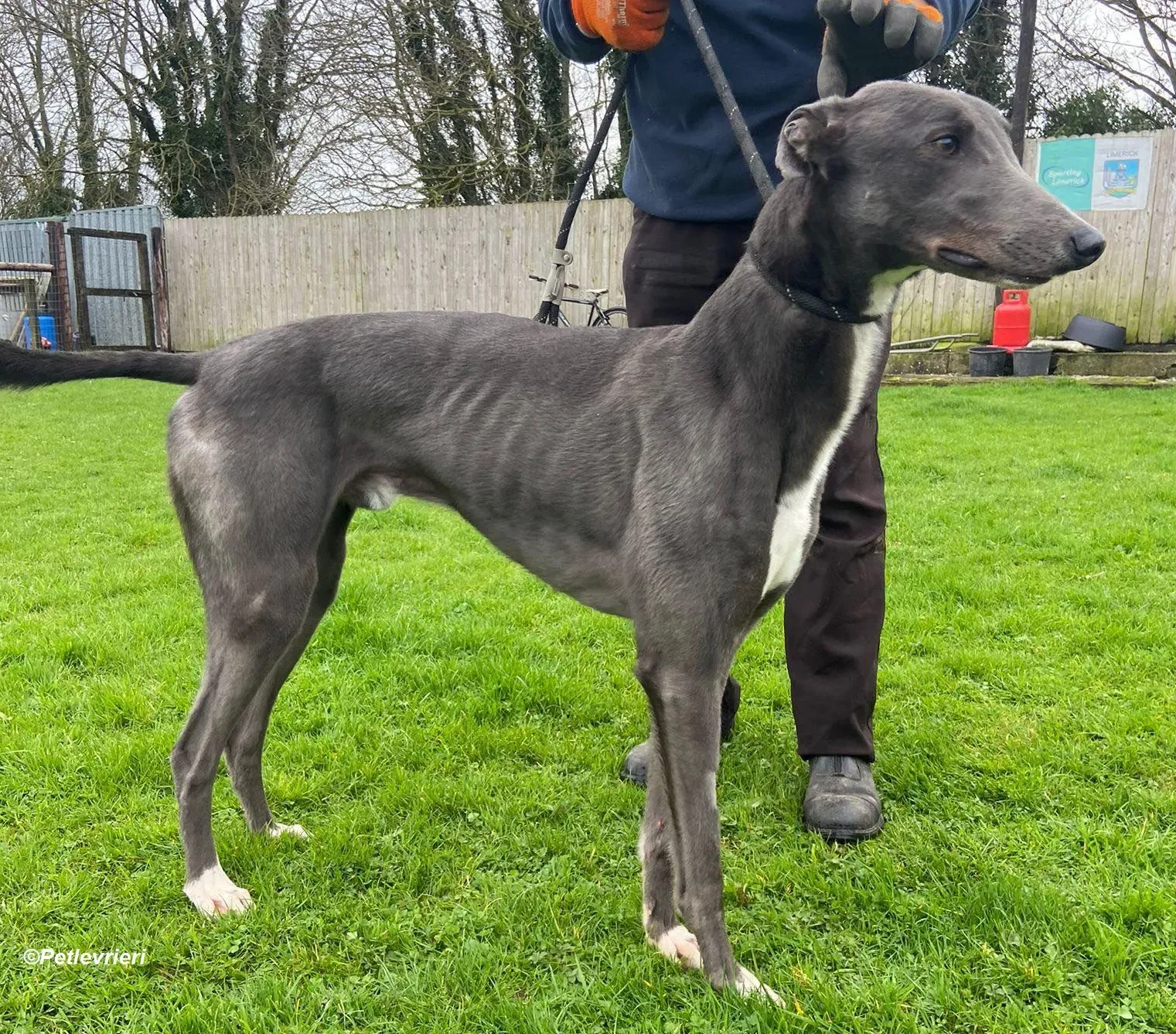 Robinson adozione levrieri greyhound 13