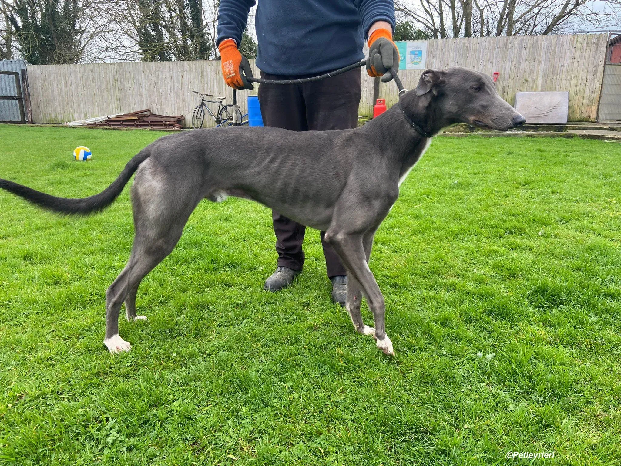 Robinson adozione levrieri greyhound 14